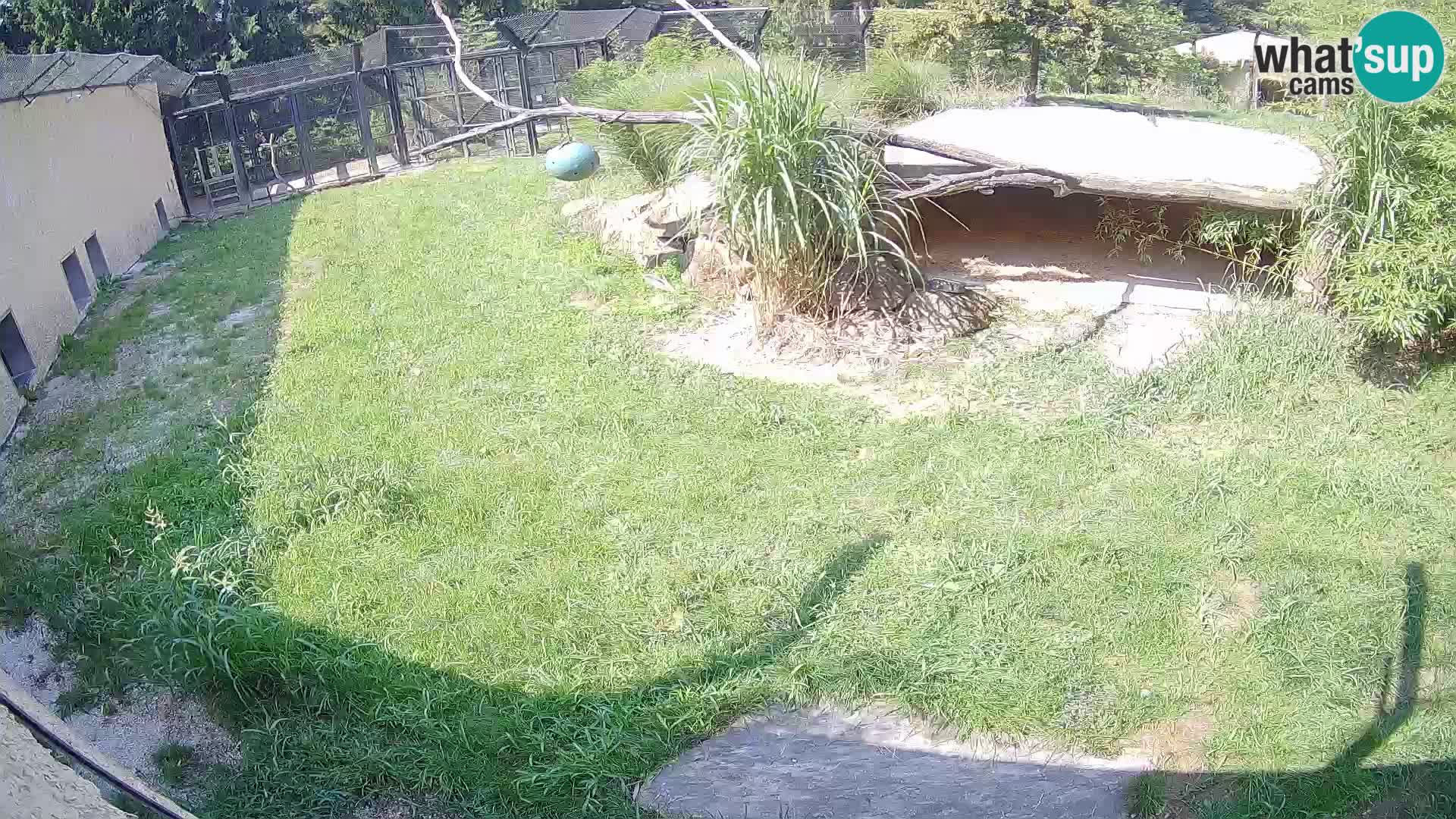 LION live Webcam in Ljubljana Zoo – Slovenia