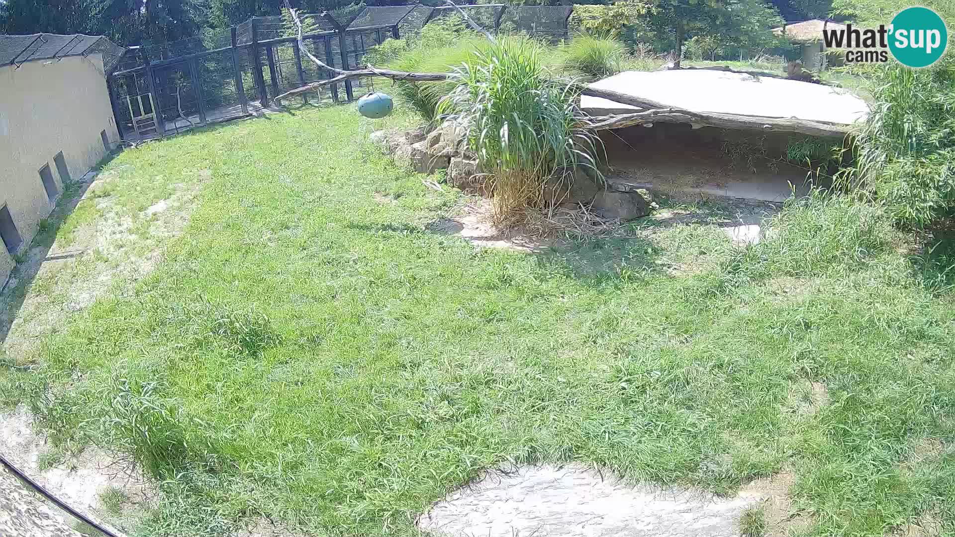 LION live Webcam in Ljubljana Zoo – Slovenia