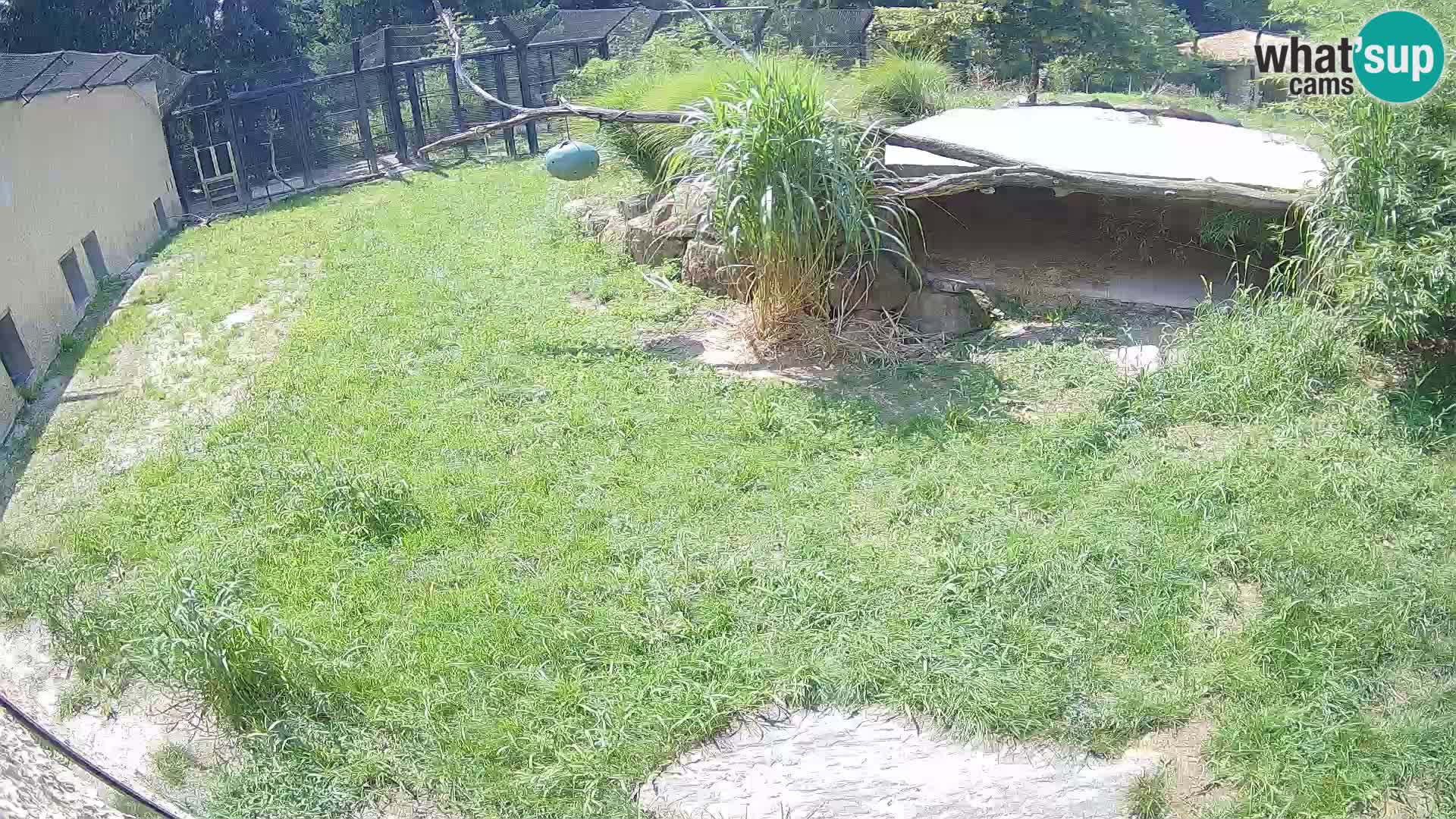 LEONE live Webcam nello zoo di Lubiana – Slovenia