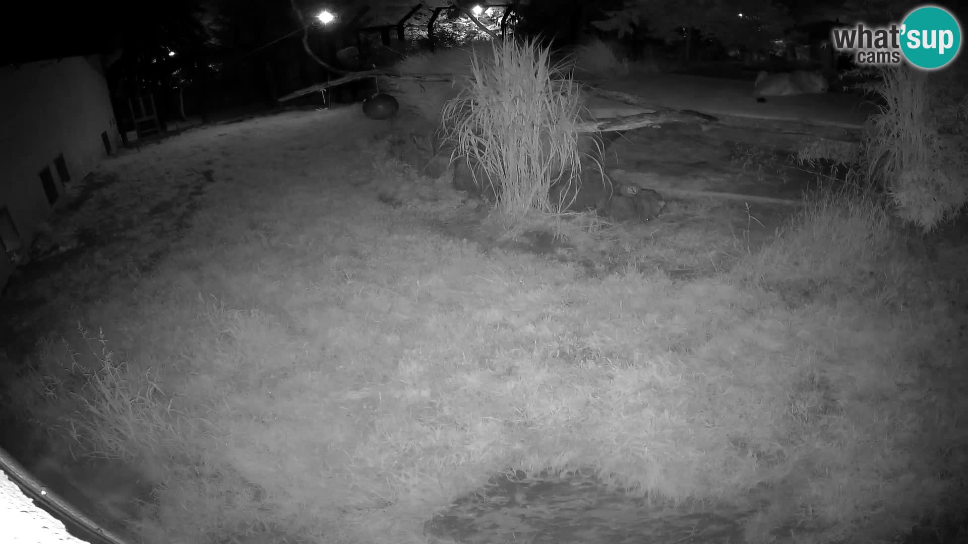 LEON Webcam en vivo en Ljubljana Zoo – Eslovenia