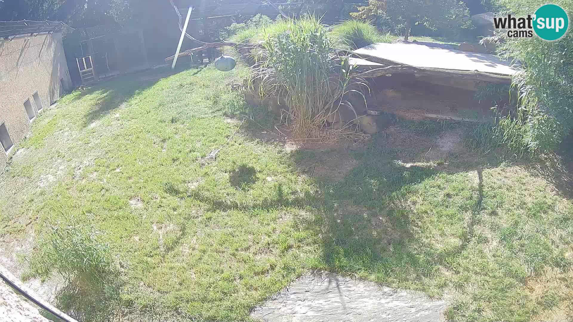 LEON Webcam en vivo en Ljubljana Zoo – Eslovenia
