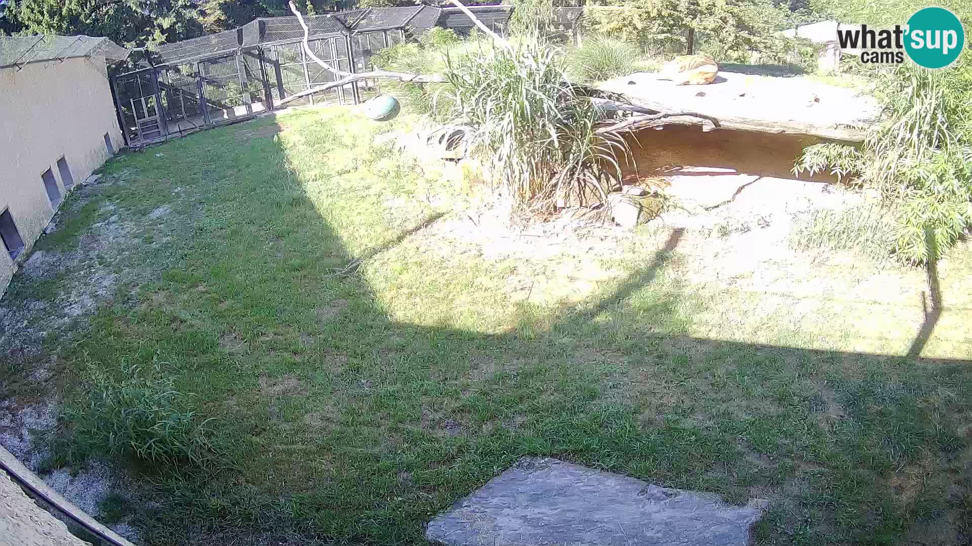 LEVI spletna kamera v živalskem vrtu Ljubljana Zoo