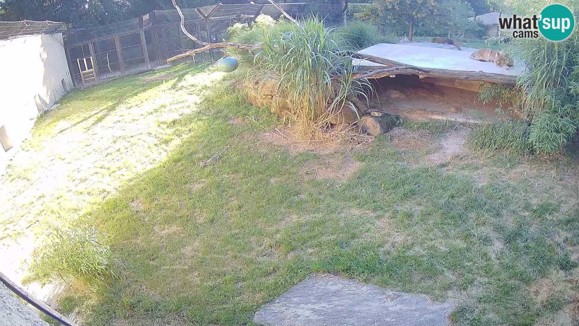 LEONE live Webcam nello zoo di Lubiana – Slovenia