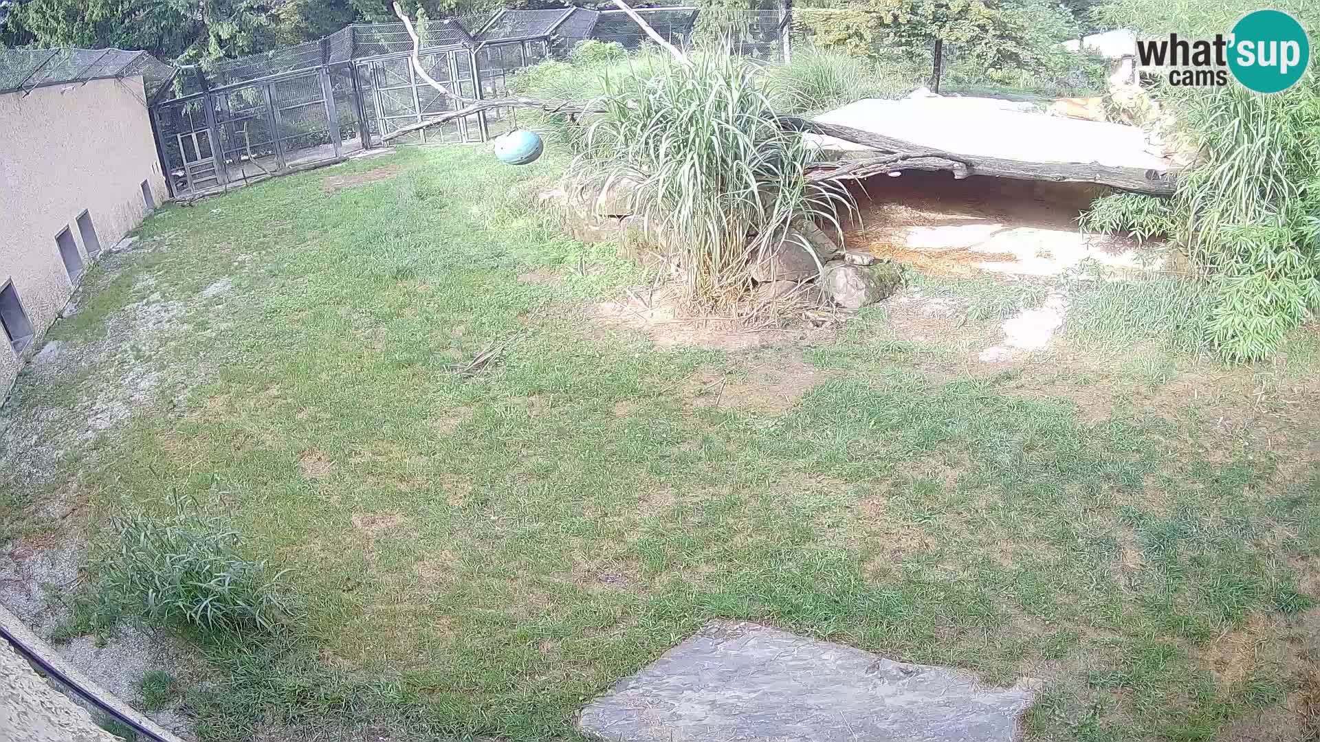 LION live Webcam in Ljubljana Zoo – Slovenia