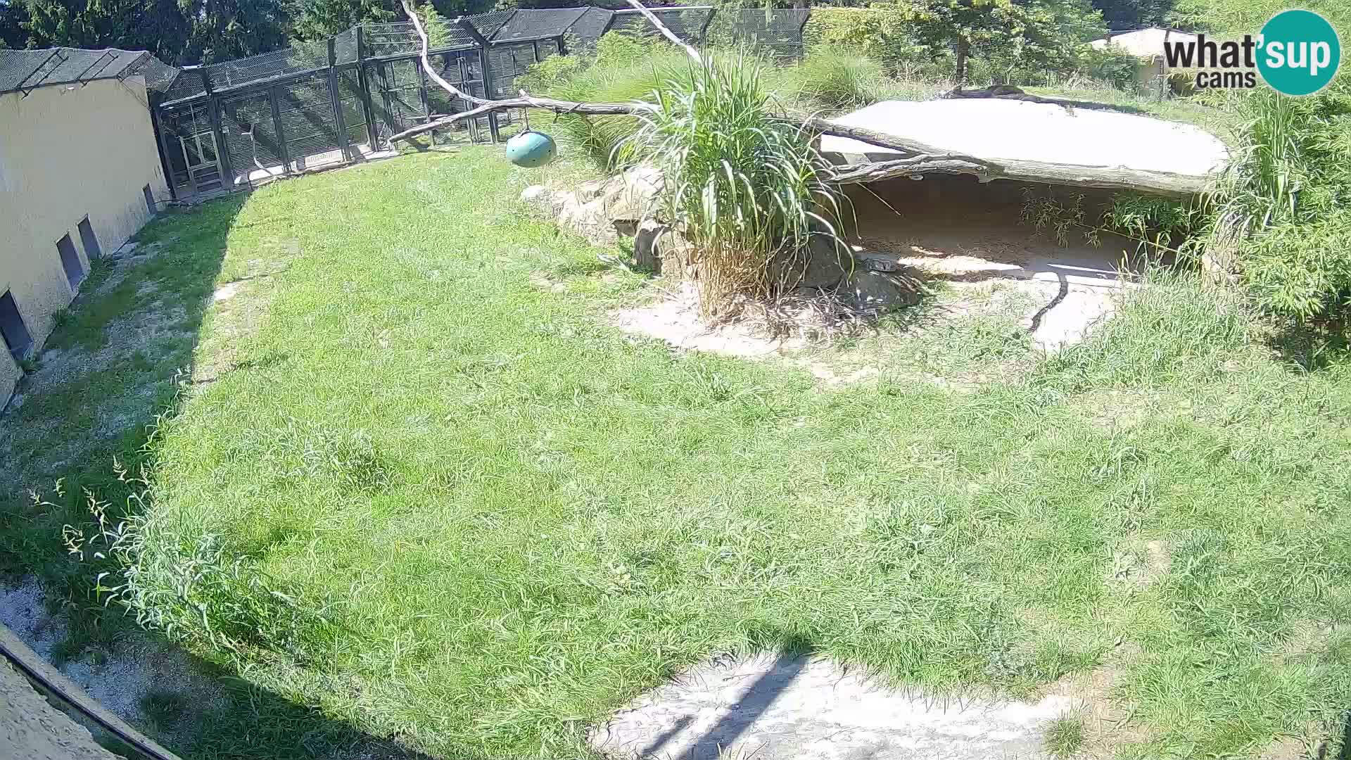 LION live Webcam in Ljubljana Zoo – Slovenia