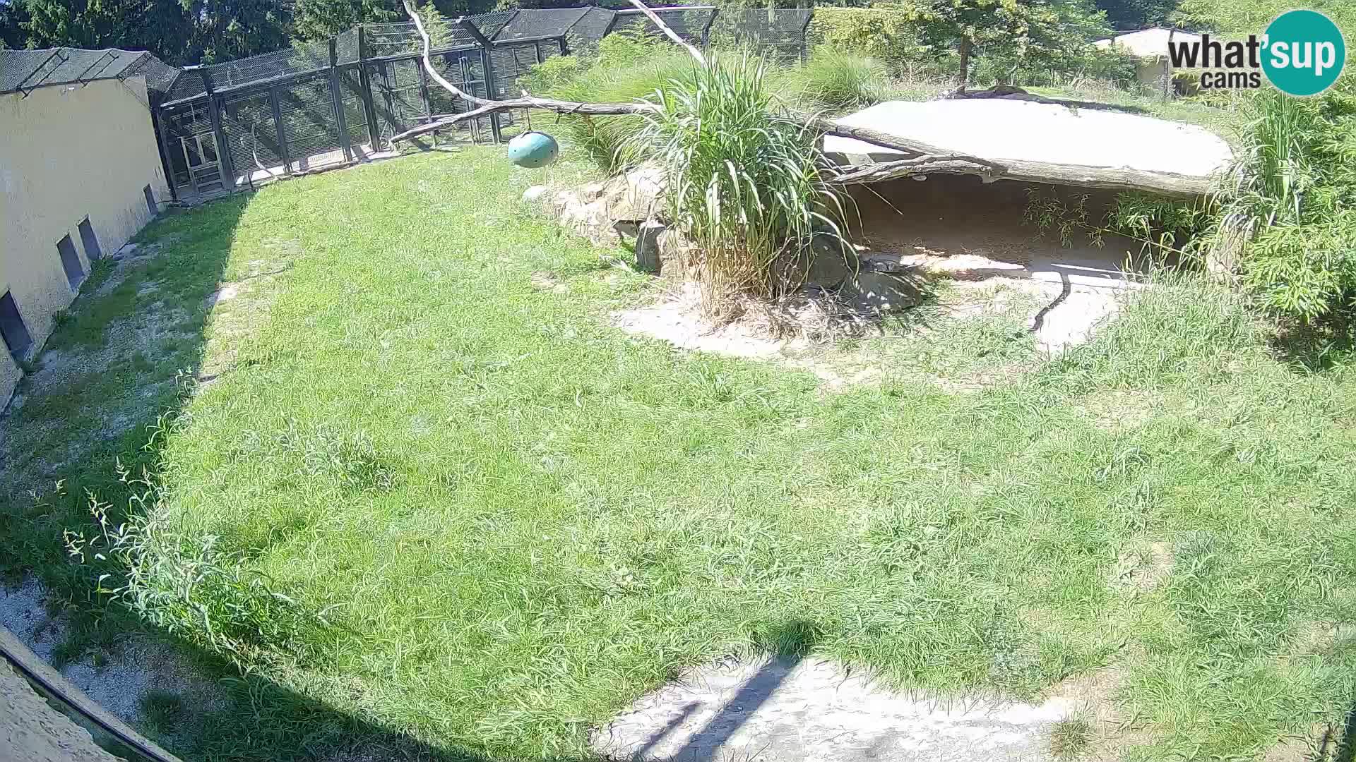 LION live Webcam in Ljubljana Zoo – Slovenia