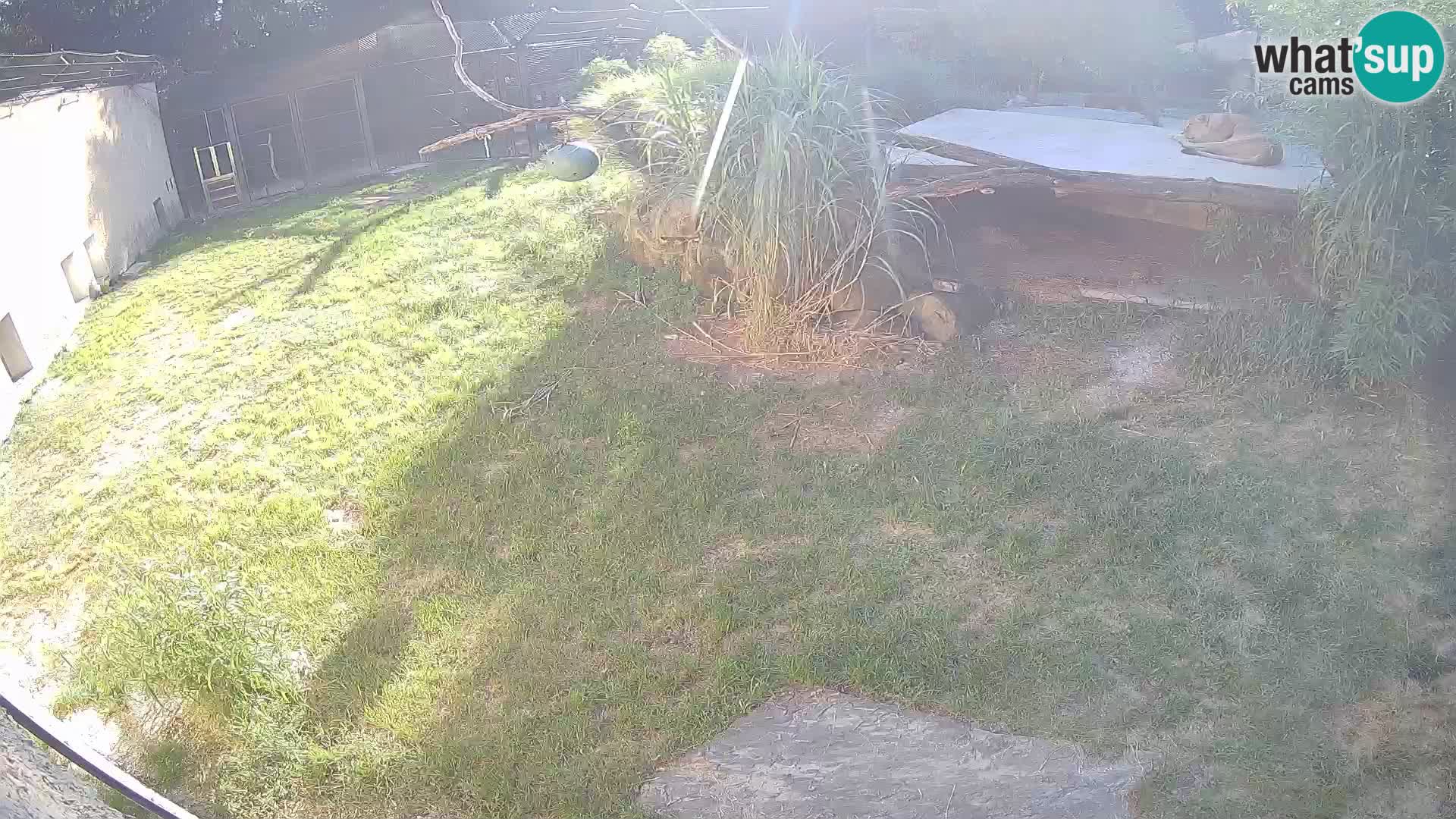 LION live Webcam in Ljubljana Zoo – Slovenia