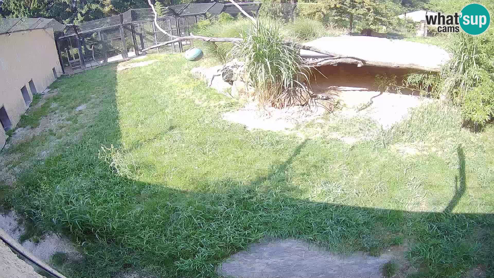 Löwe live Webcam im Zoo von Ljubljana – Slowenien
