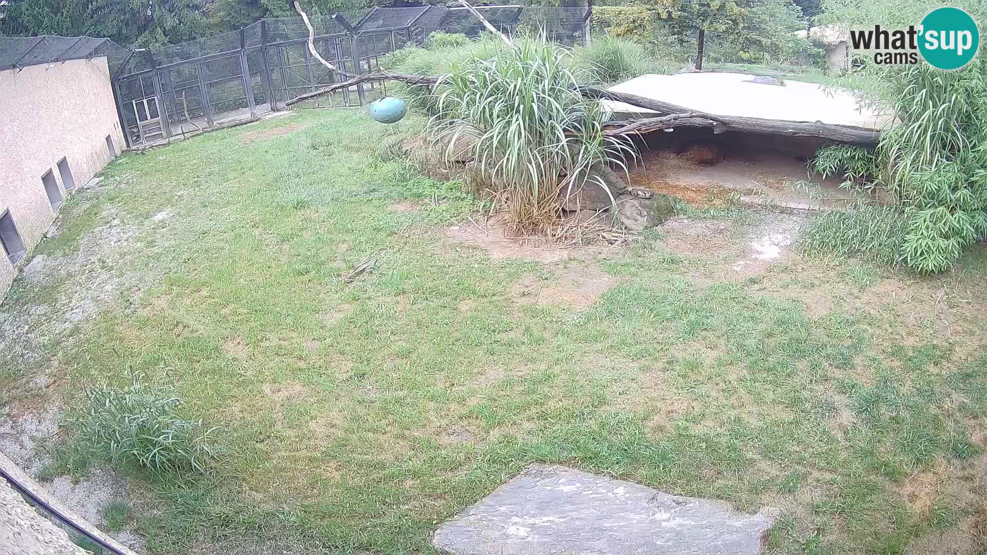 Lavovi web kamera uživo u ljubljanskom zoološkom vrtu – Slovenija