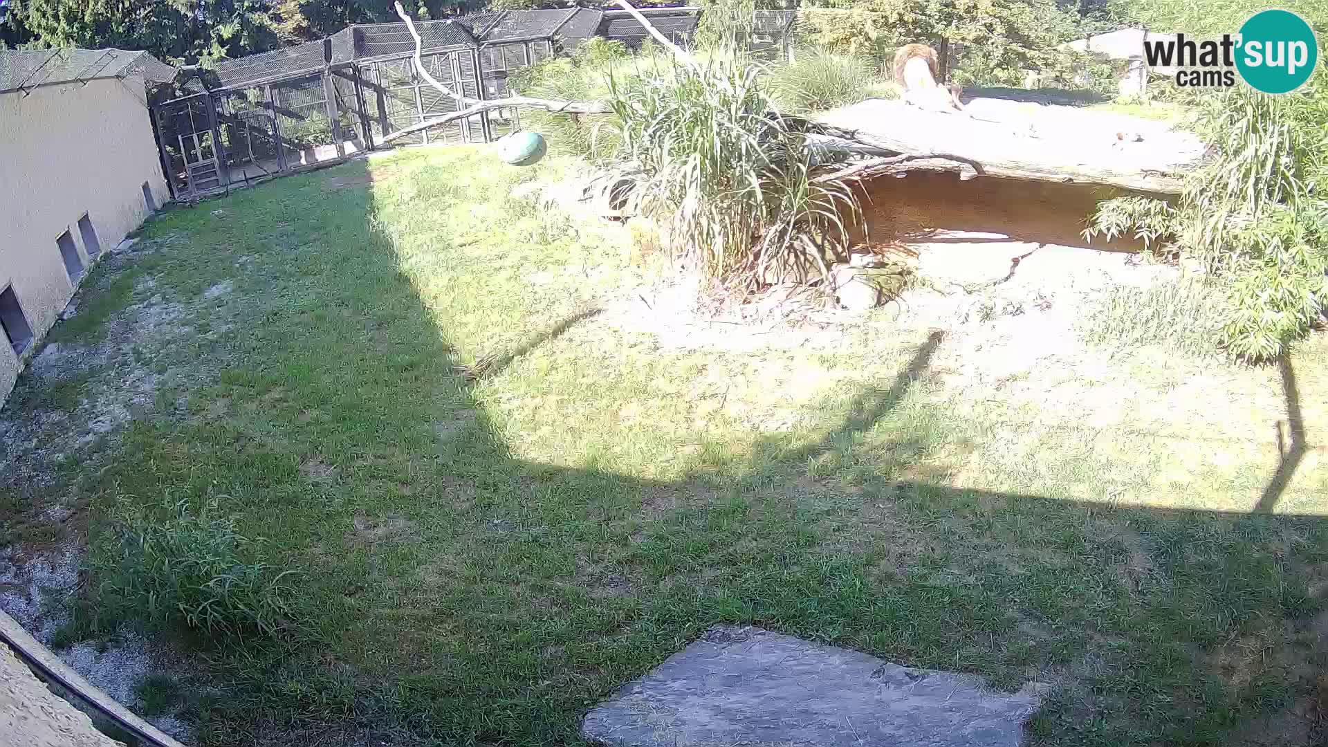 Löwe live Webcam im Zoo von Ljubljana – Slowenien