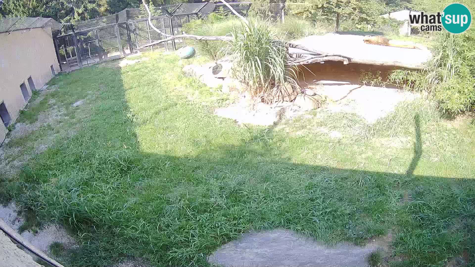 LEVI spletna kamera v živalskem vrtu Ljubljana Zoo
