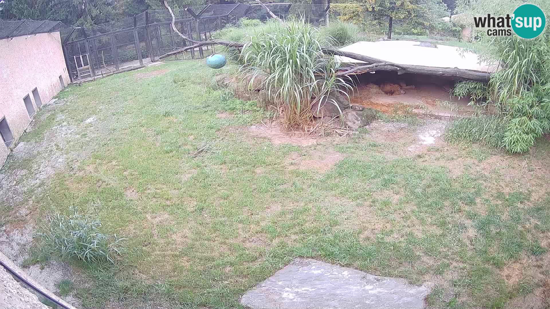 LEVI spletna kamera v živalskem vrtu Ljubljana Zoo