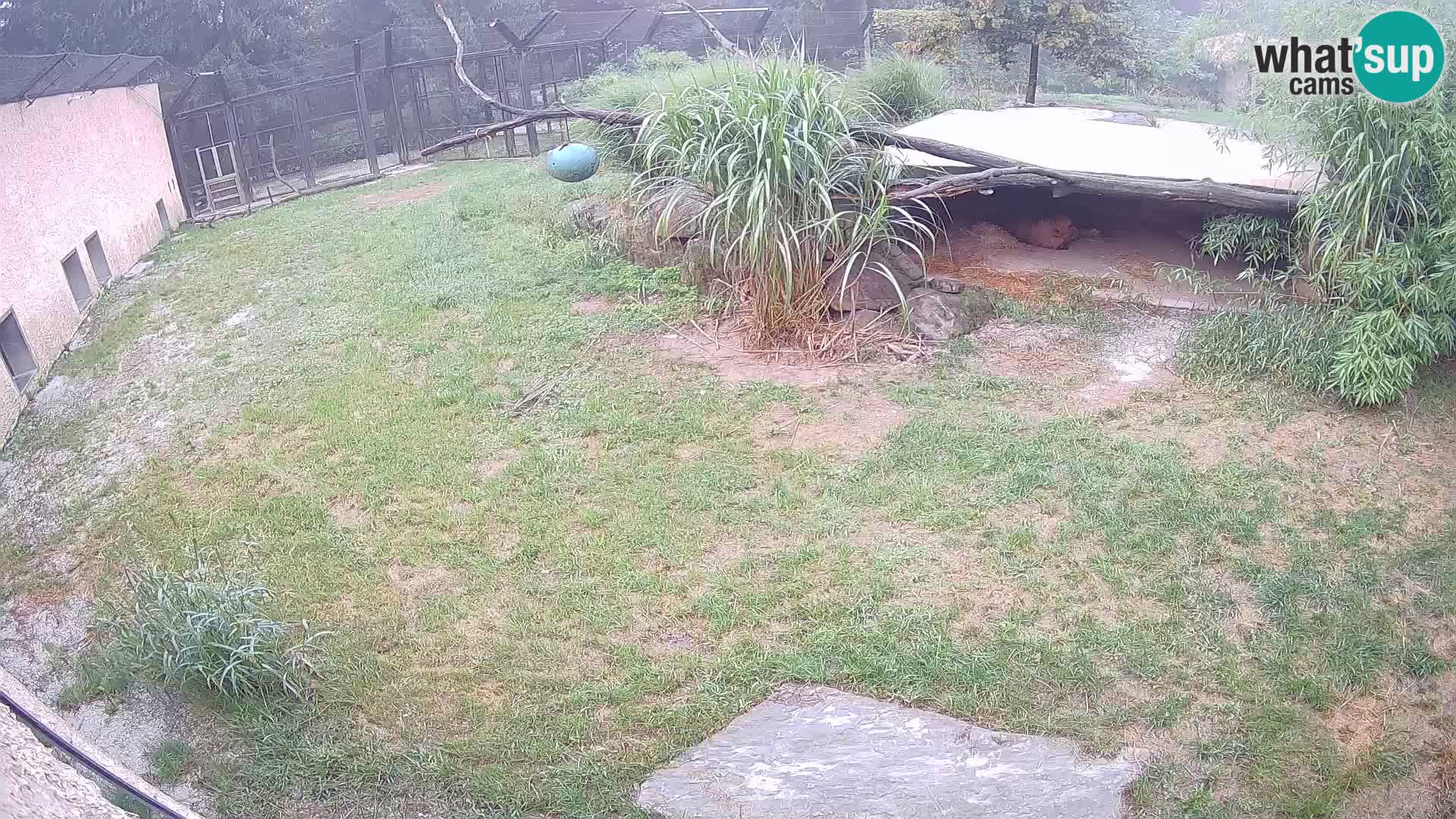 Löwe live Webcam im Zoo von Ljubljana – Slowenien