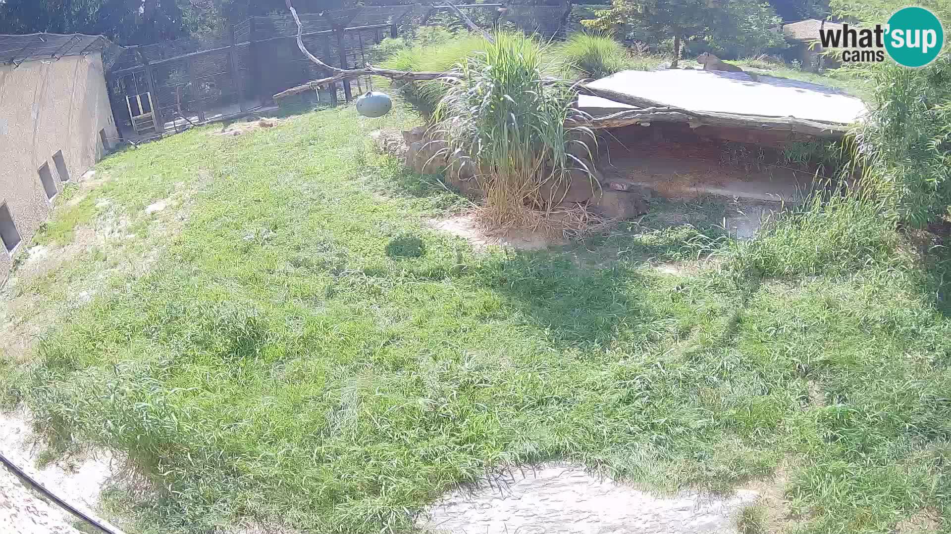 Lavovi web kamera uživo u ljubljanskom zoološkom vrtu – Slovenija