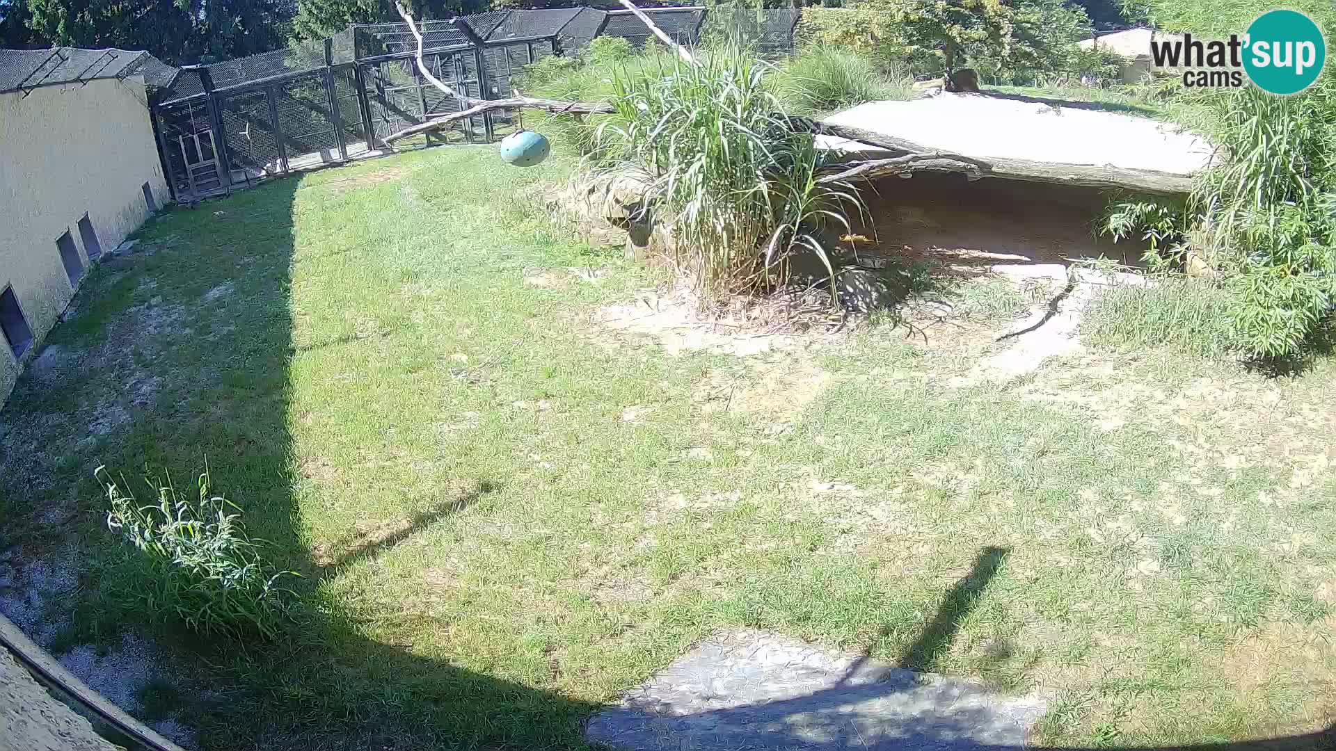 LEON Webcam en vivo en Ljubljana Zoo – Eslovenia