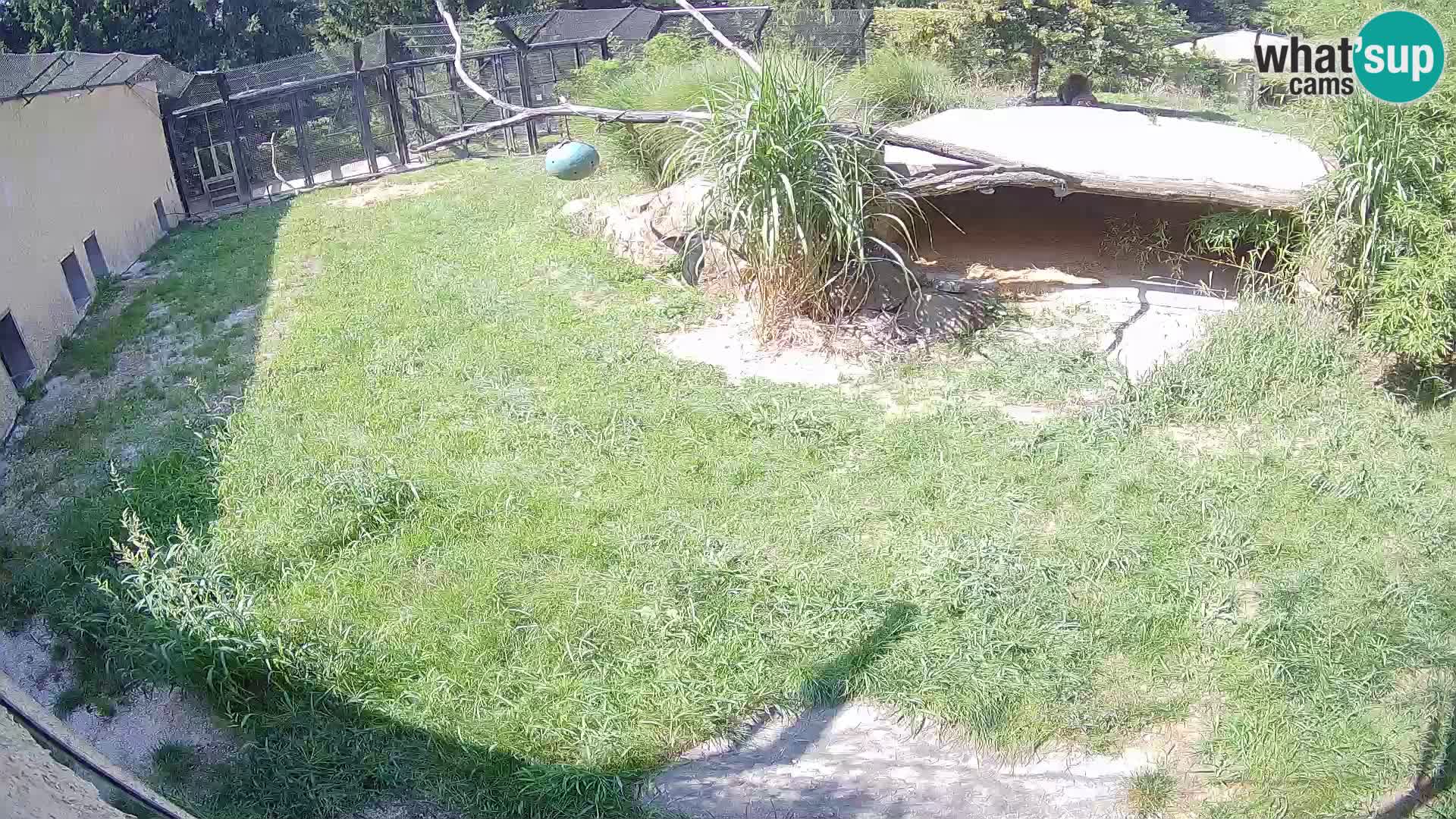 LEVI spletna kamera v živalskem vrtu Ljubljana Zoo
