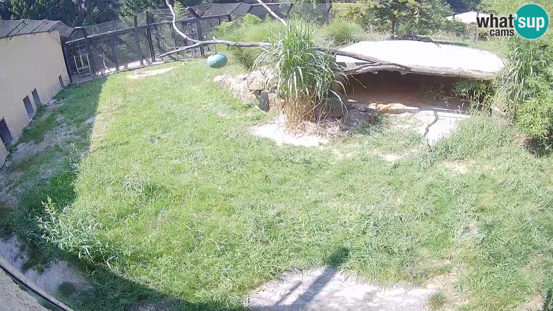 LEONE live Webcam nello zoo di Lubiana – Slovenia