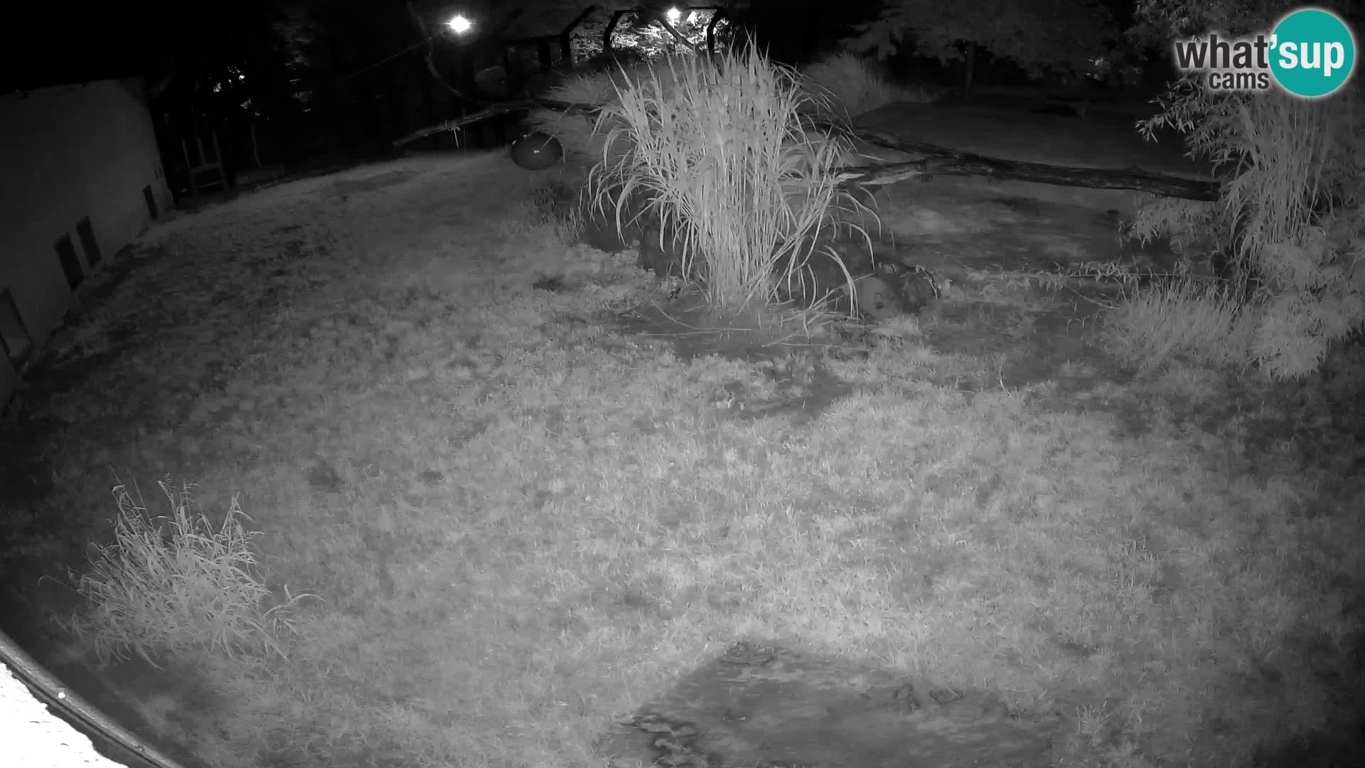 LEON Webcam en vivo en Ljubljana Zoo – Eslovenia