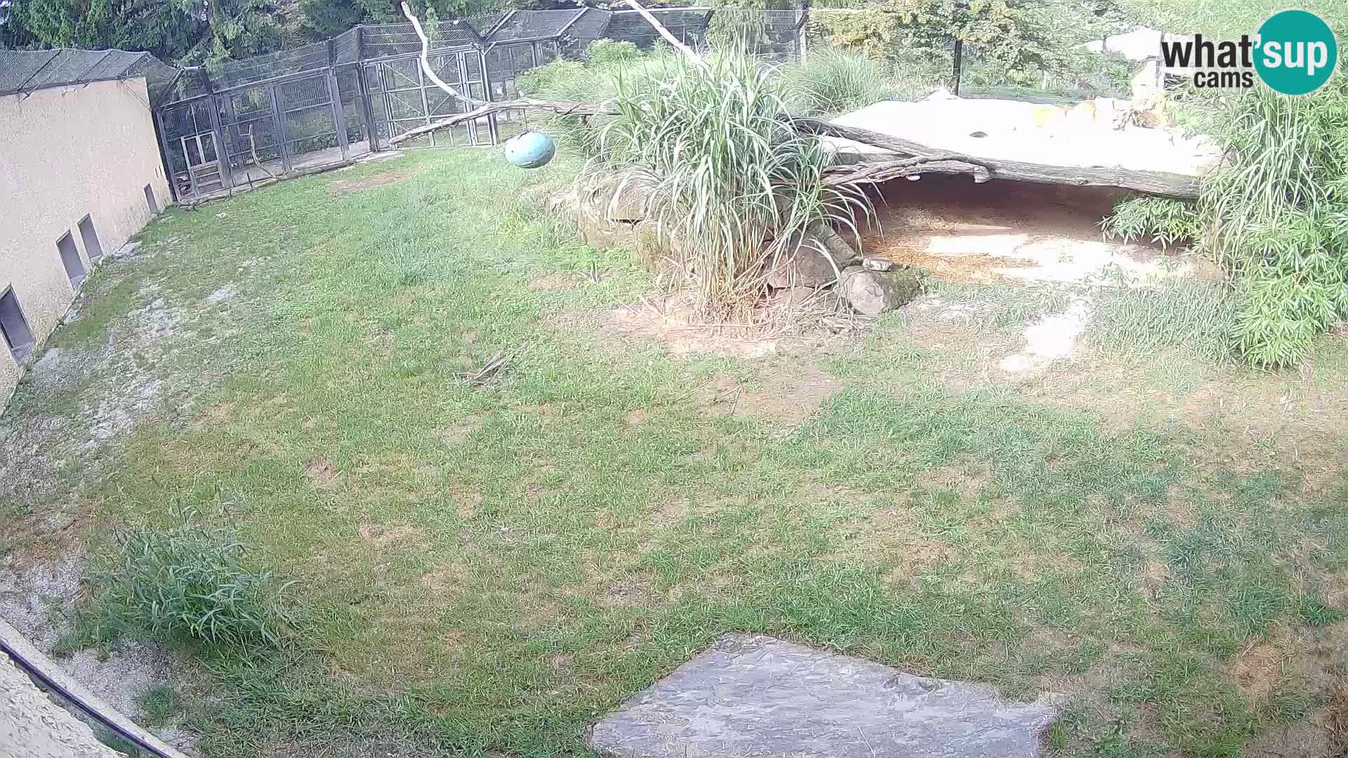 Löwe live Webcam im Zoo von Ljubljana – Slowenien