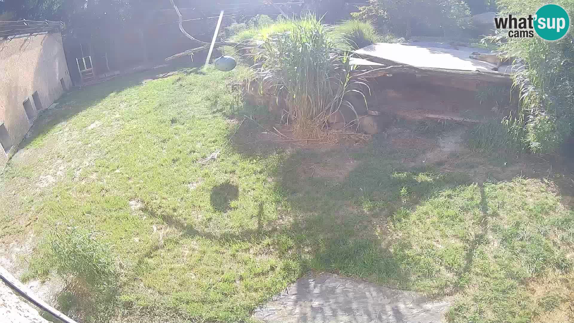 LEON Webcam en vivo en Ljubljana Zoo – Eslovenia