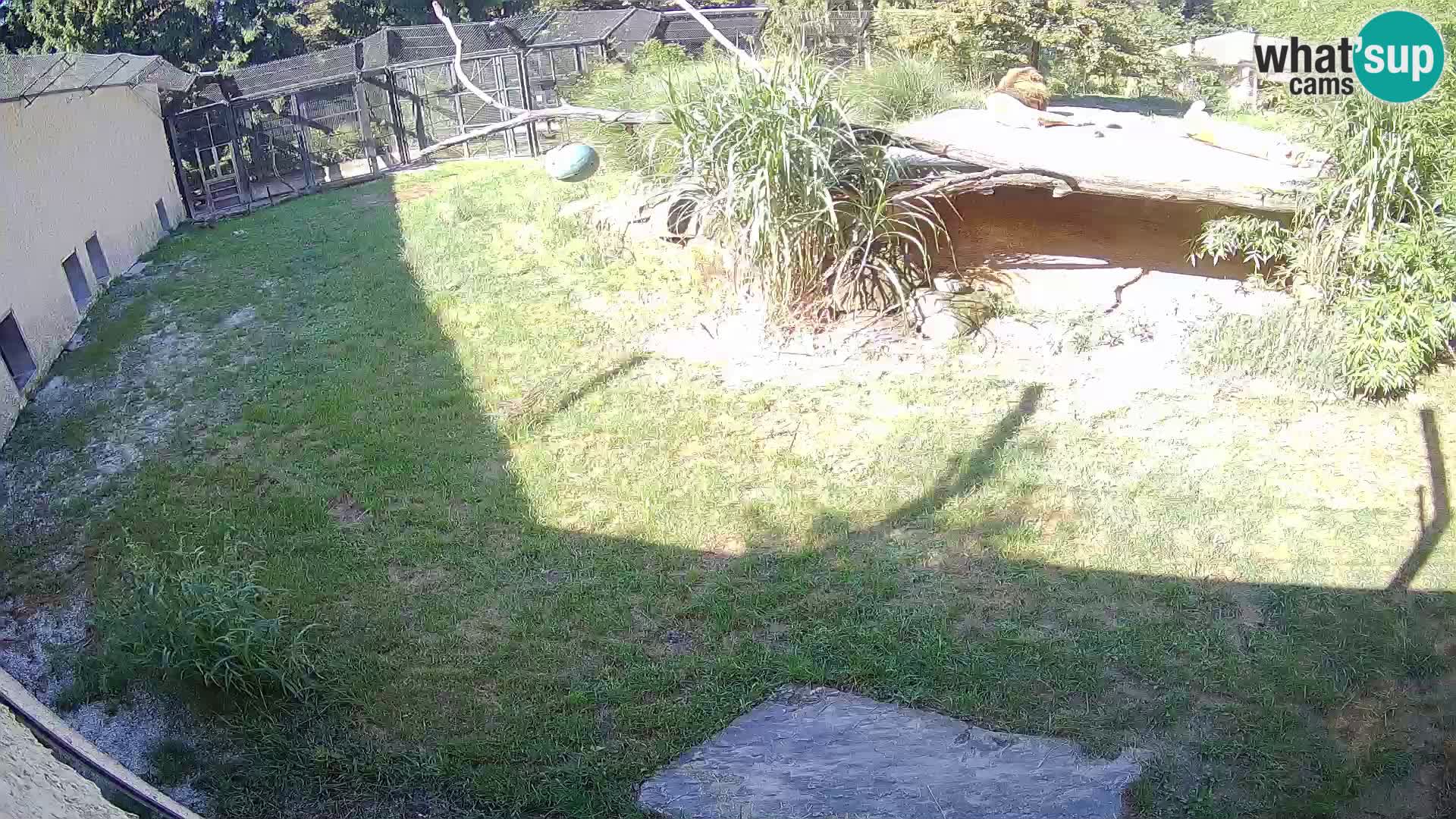 LEON Webcam en vivo en Ljubljana Zoo – Eslovenia