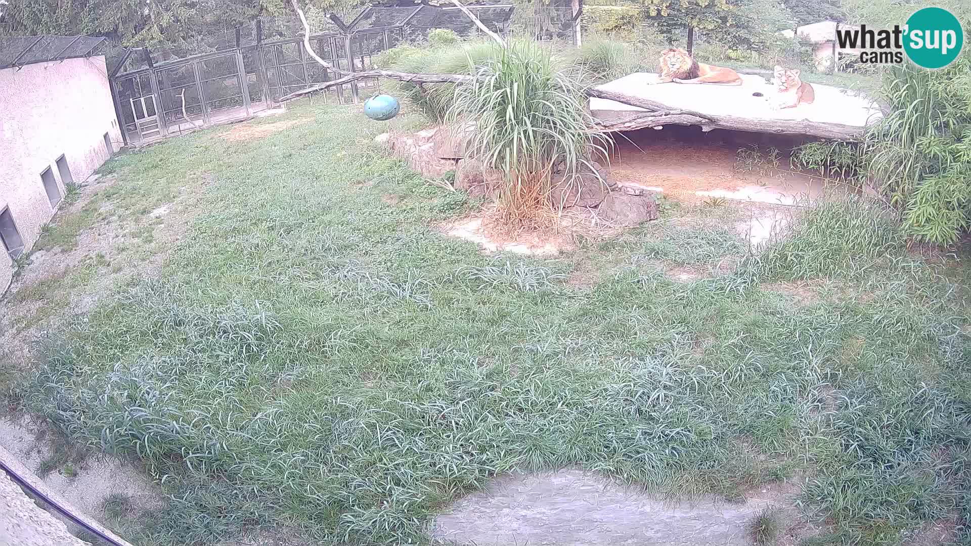 LEON Webcam en vivo en Ljubljana Zoo – Eslovenia