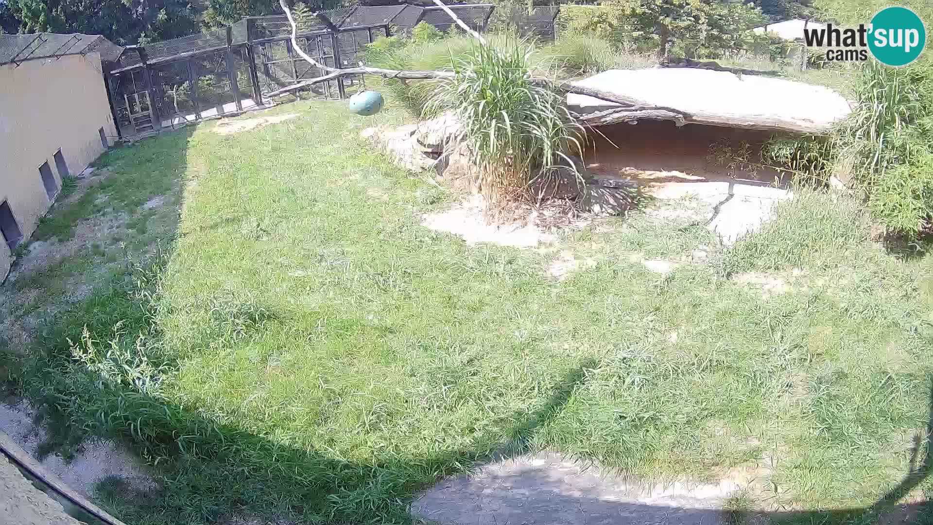 LEVI spletna kamera v živalskem vrtu Ljubljana Zoo