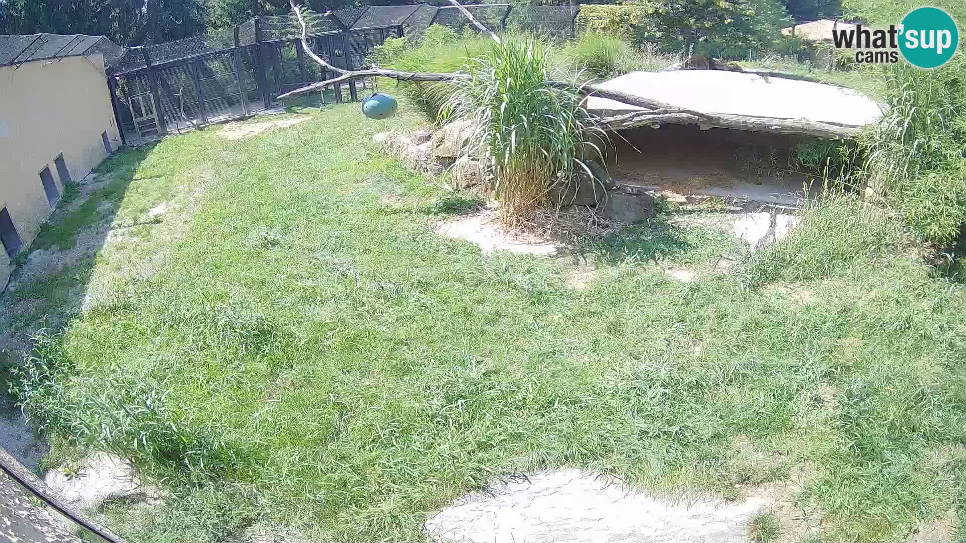 LION webcam en direct du zoo de Ljubljana – Slovénie