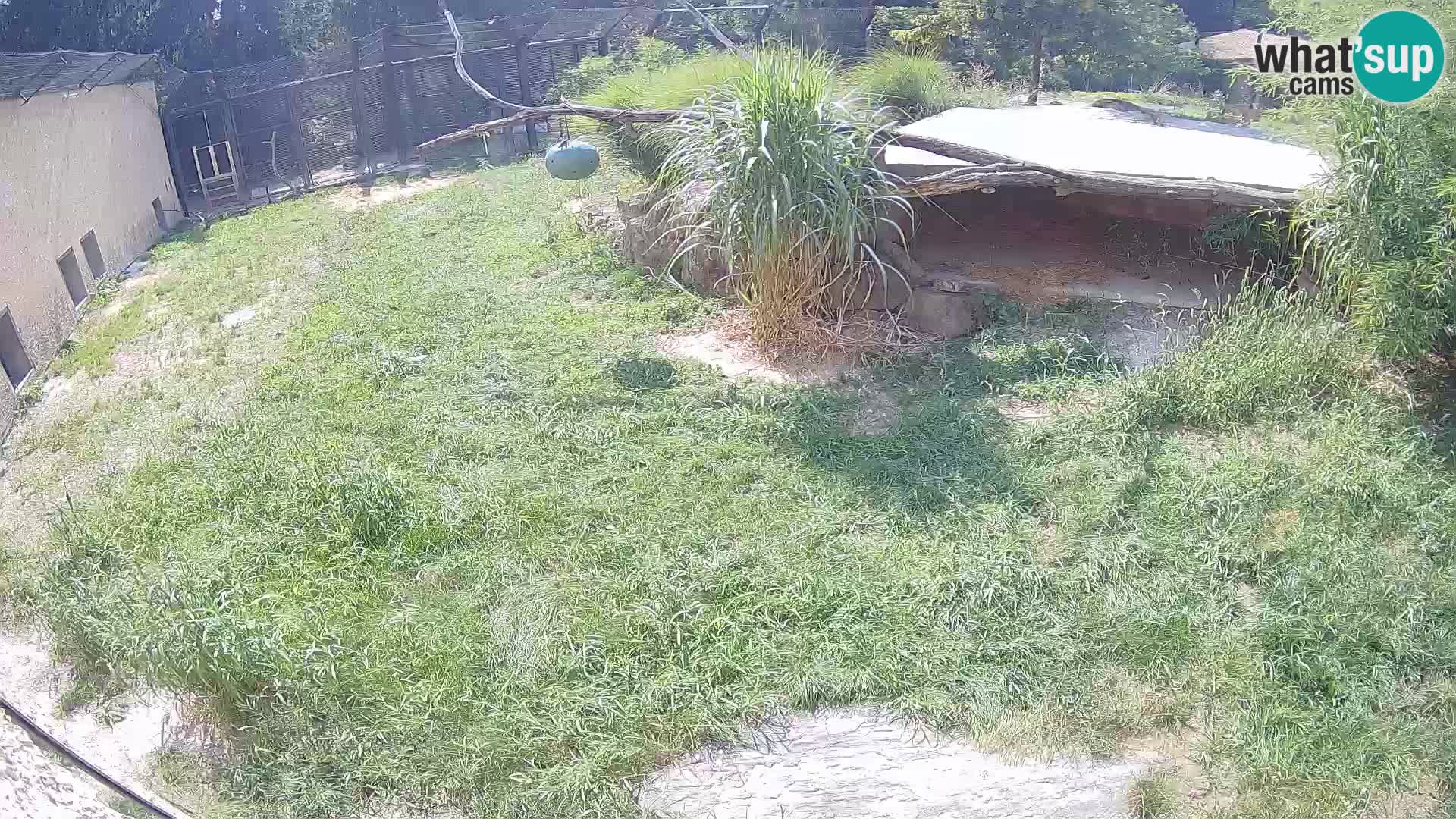 LION webcam en direct du zoo de Ljubljana – Slovénie