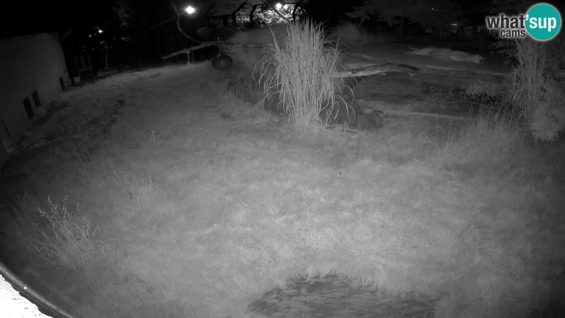 Löwe live Webcam im Zoo von Ljubljana – Slowenien