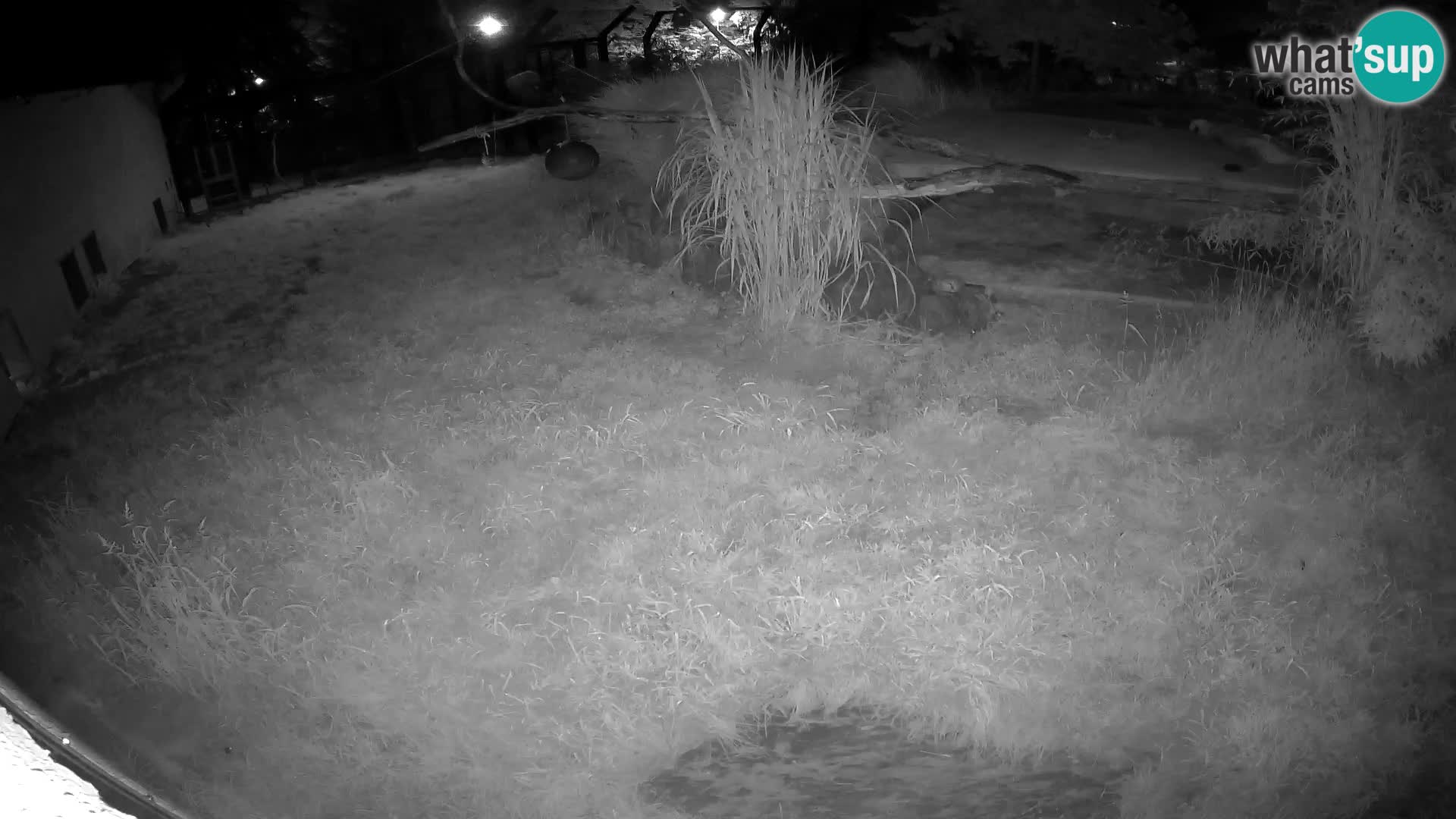 LION live Webcam in Ljubljana Zoo – Slovenia
