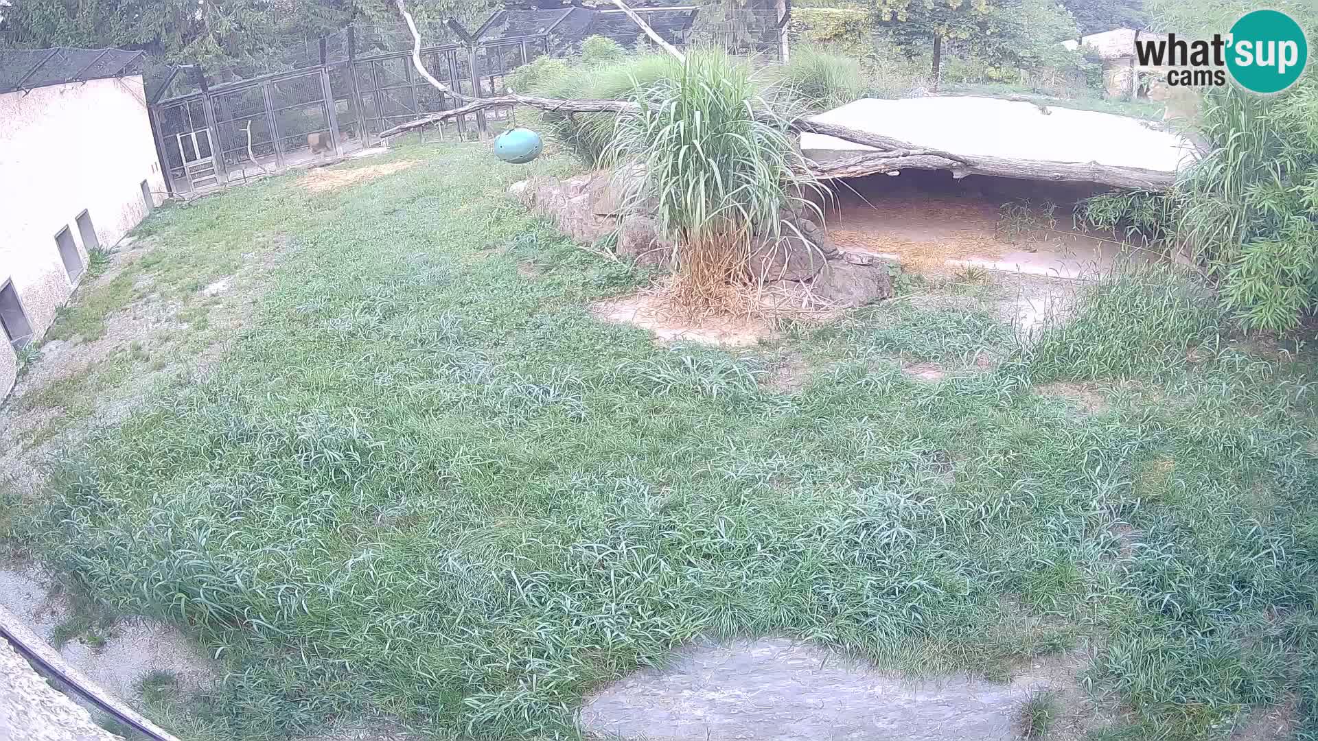 LEON Webcam en vivo en Ljubljana Zoo – Eslovenia