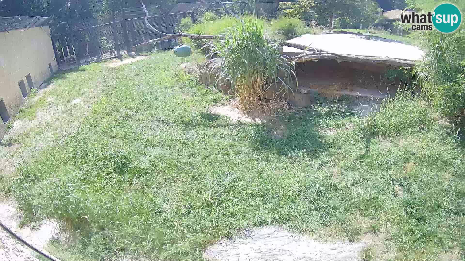 Löwe live Webcam im Zoo von Ljubljana – Slowenien