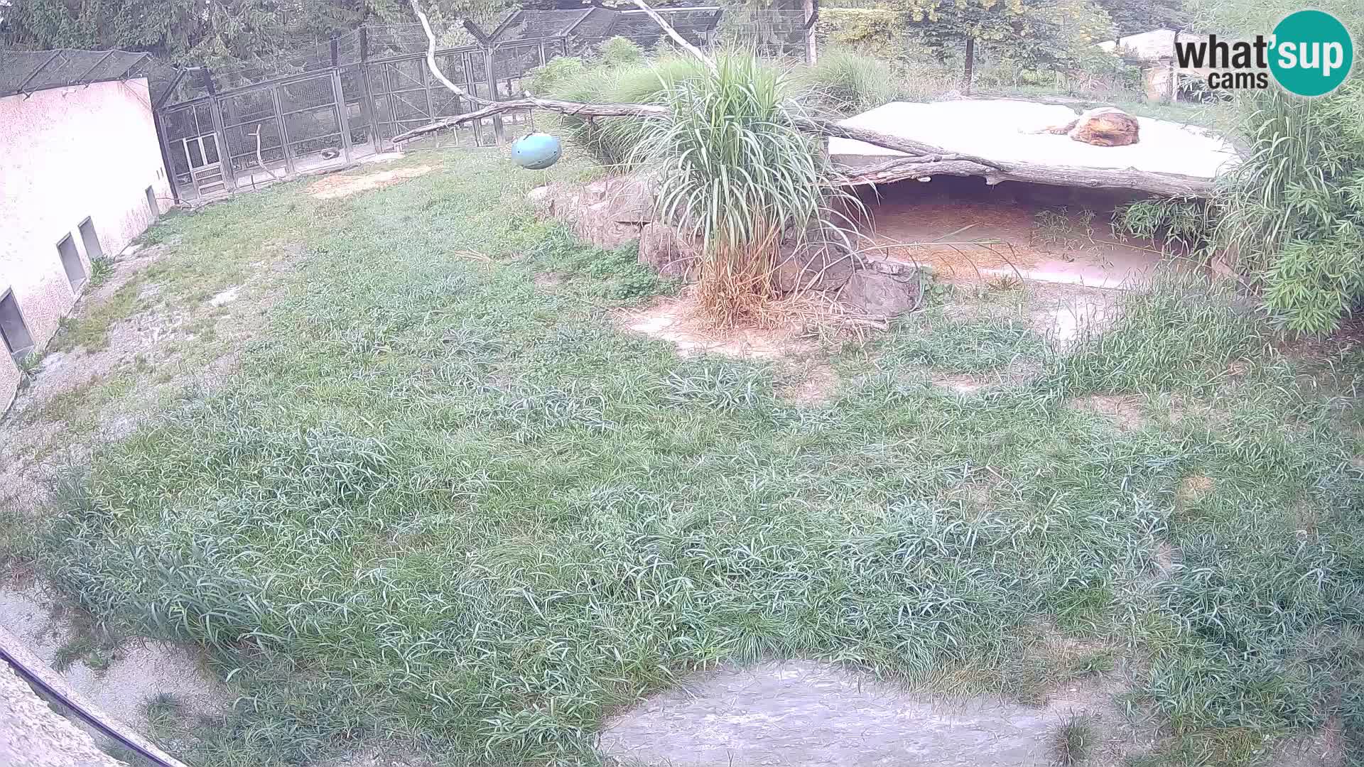 LION live Webcam in Ljubljana Zoo – Slovenia