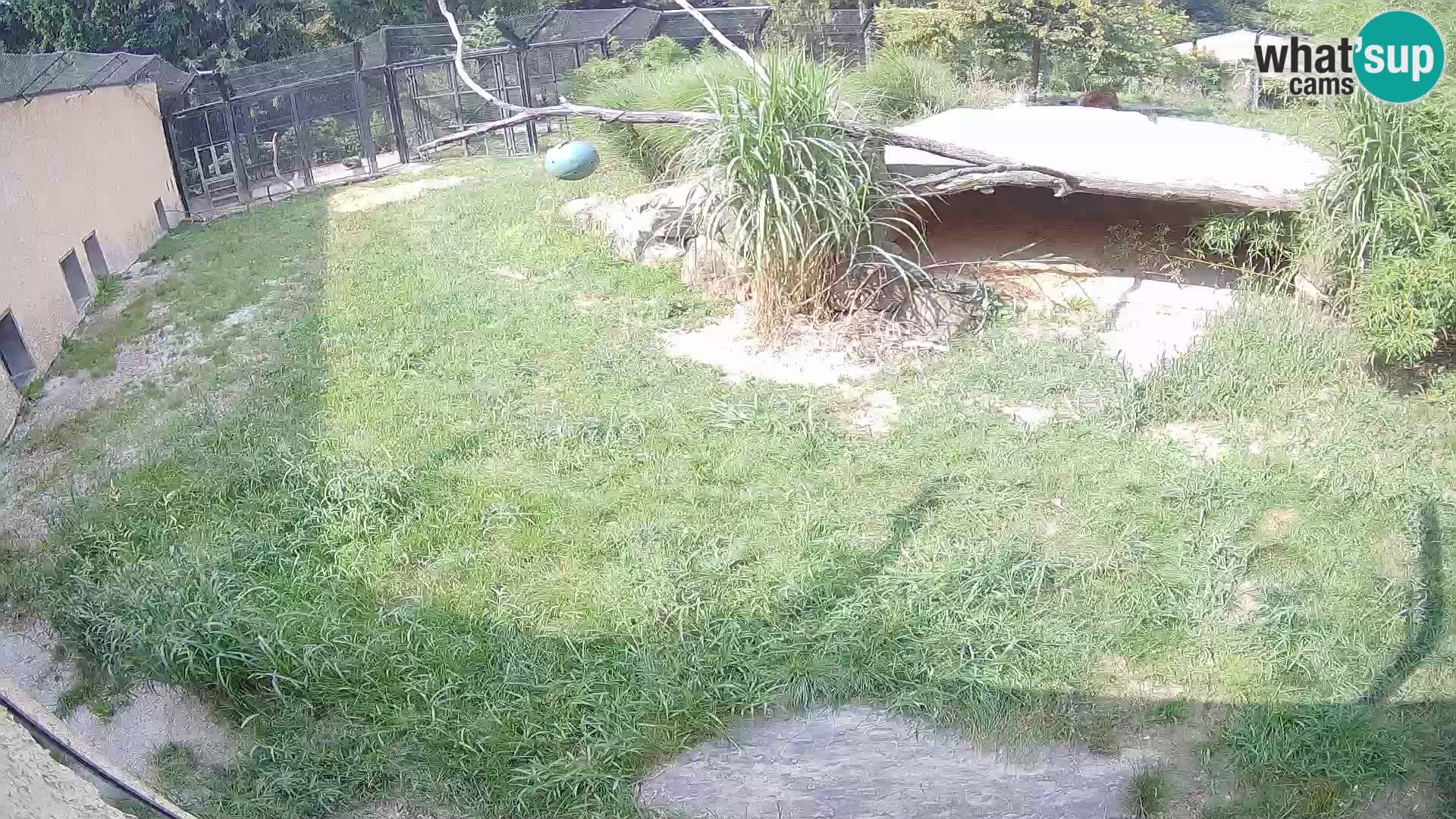 LEONE live Webcam nello zoo di Lubiana – Slovenia