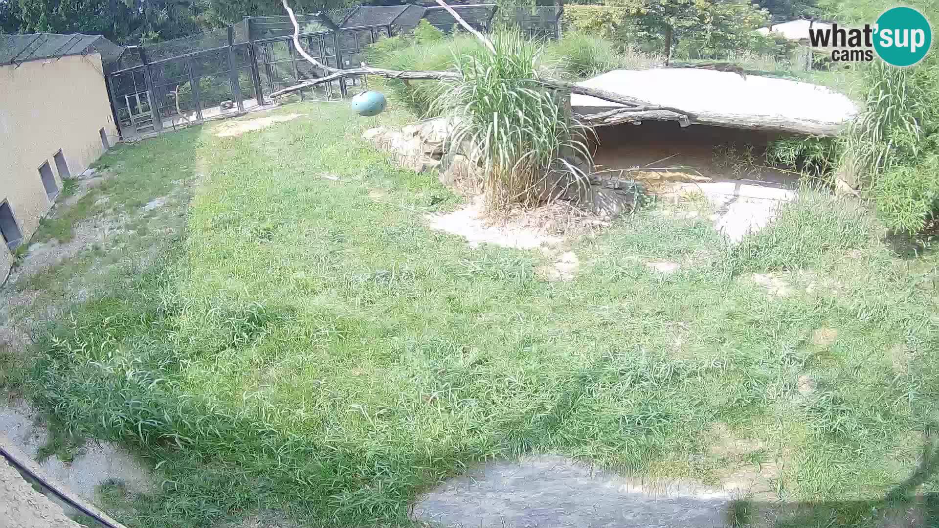 LEONE live Webcam nello zoo di Lubiana – Slovenia