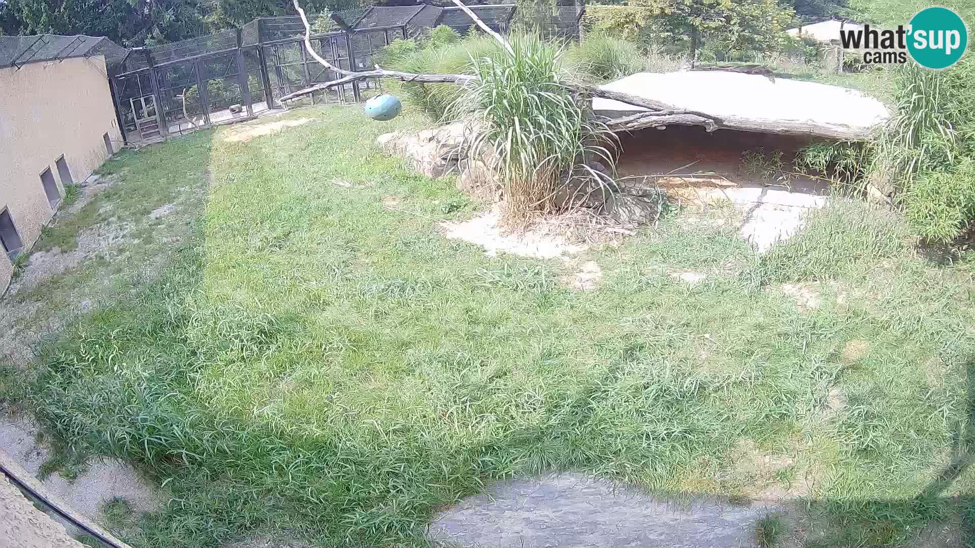 LEONE live Webcam nello zoo di Lubiana – Slovenia