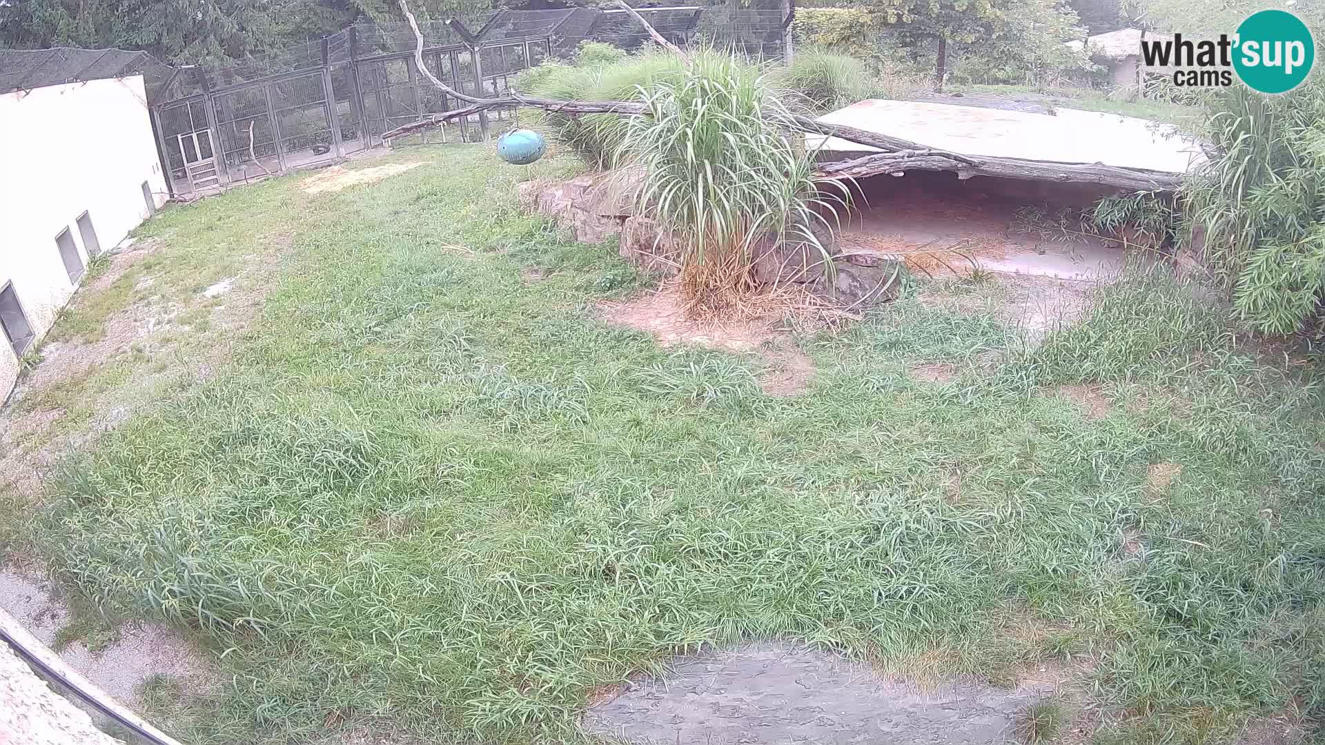 LEONE live Webcam nello zoo di Lubiana – Slovenia