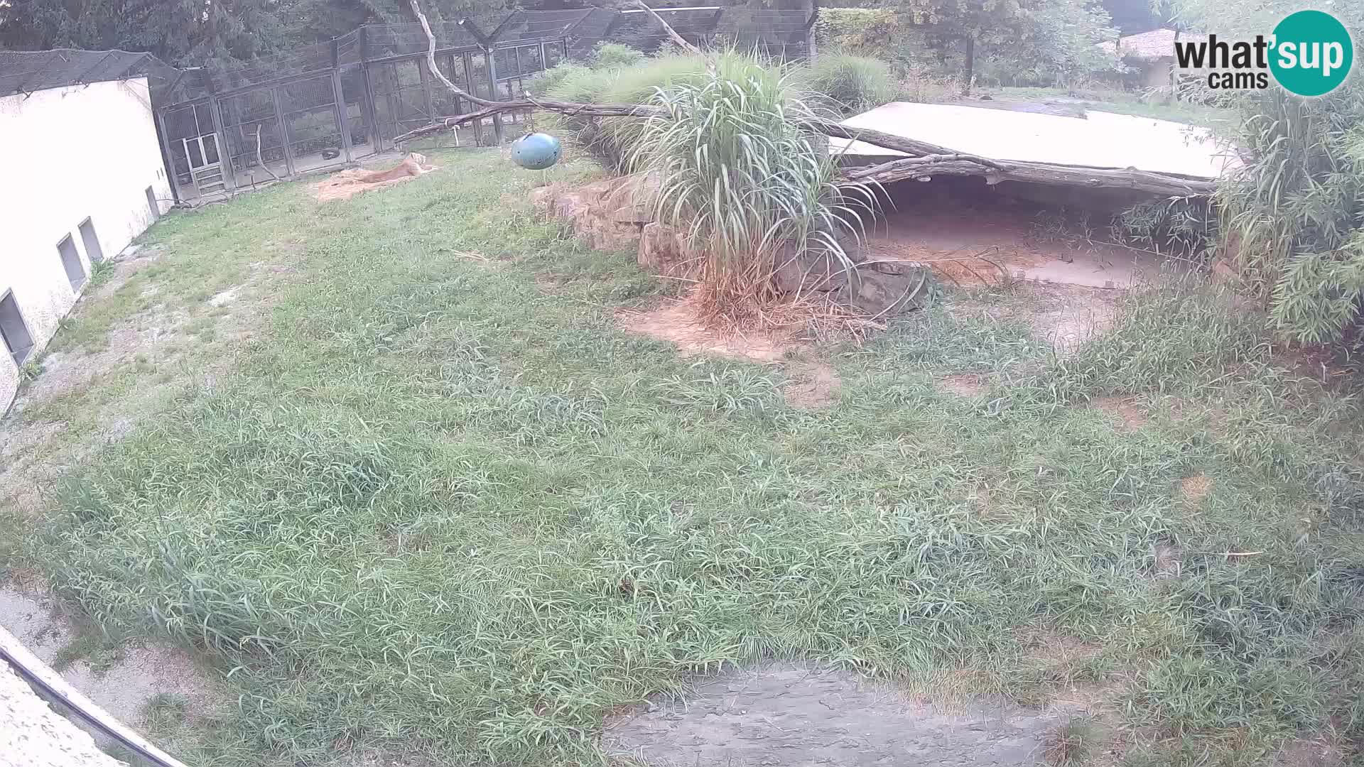 LEVI spletna kamera v živalskem vrtu Ljubljana Zoo