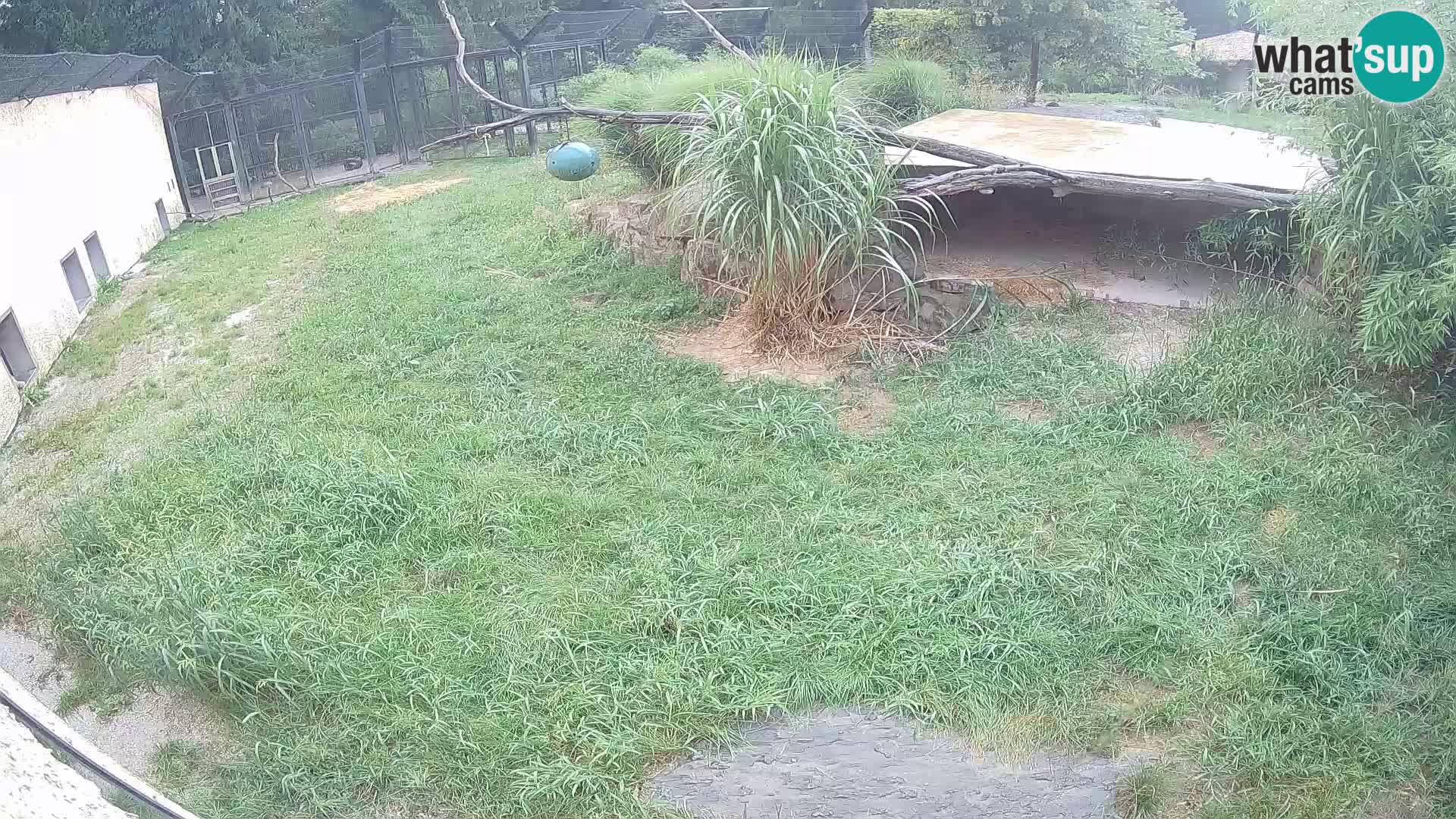LEONE live Webcam nello zoo di Lubiana – Slovenia