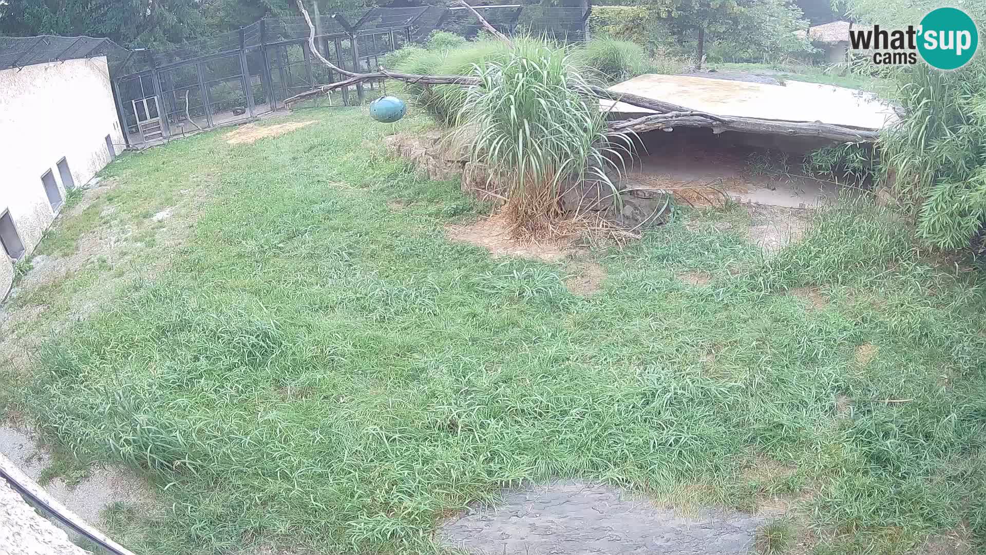 LEONE live Webcam nello zoo di Lubiana – Slovenia