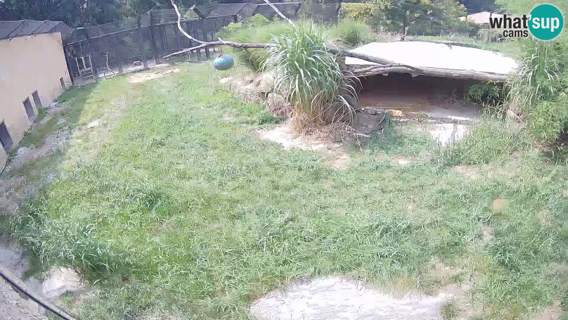 LION webcam en direct du zoo de Ljubljana – Slovénie