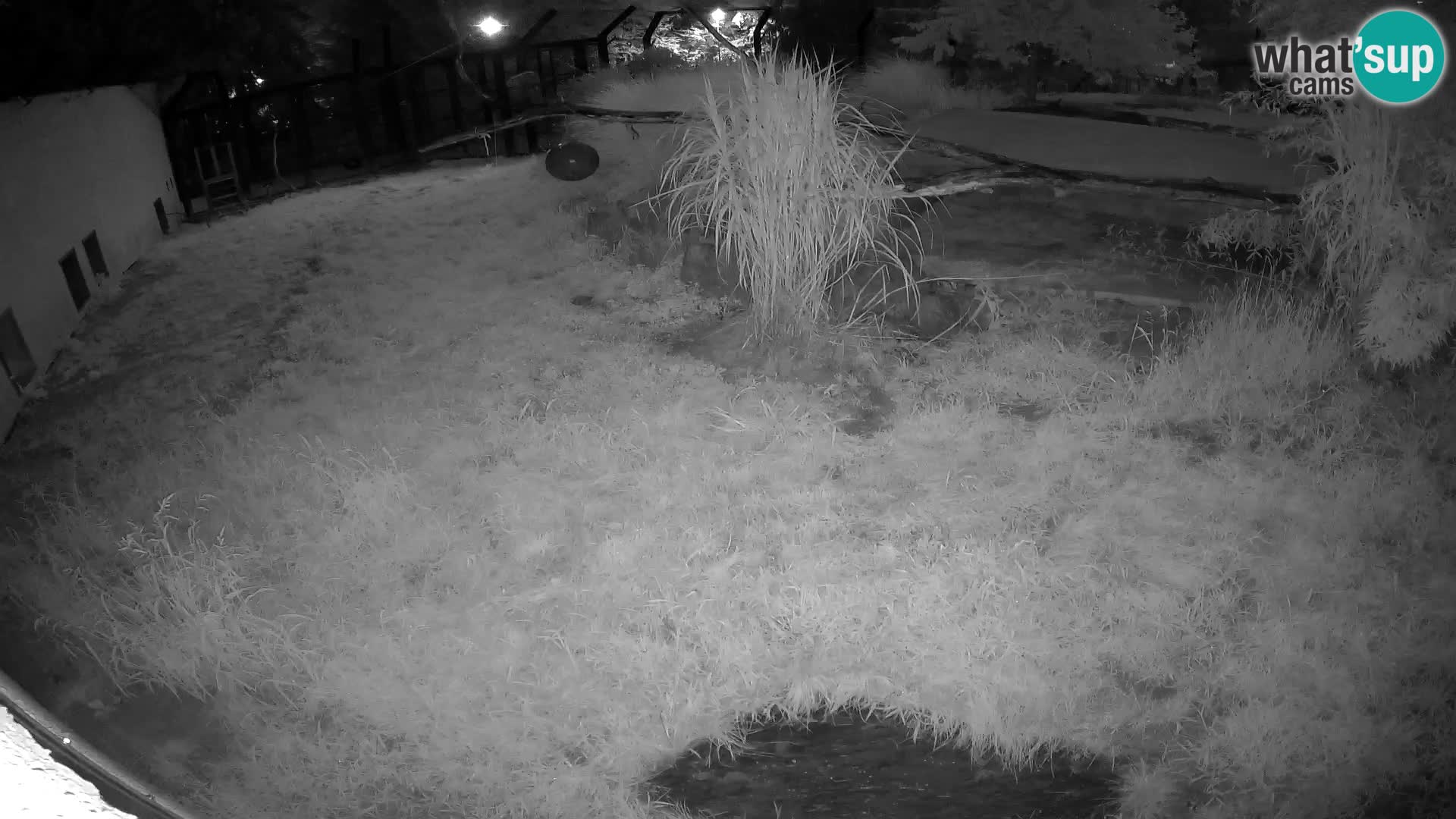 LION webcam en direct du zoo de Ljubljana – Slovénie