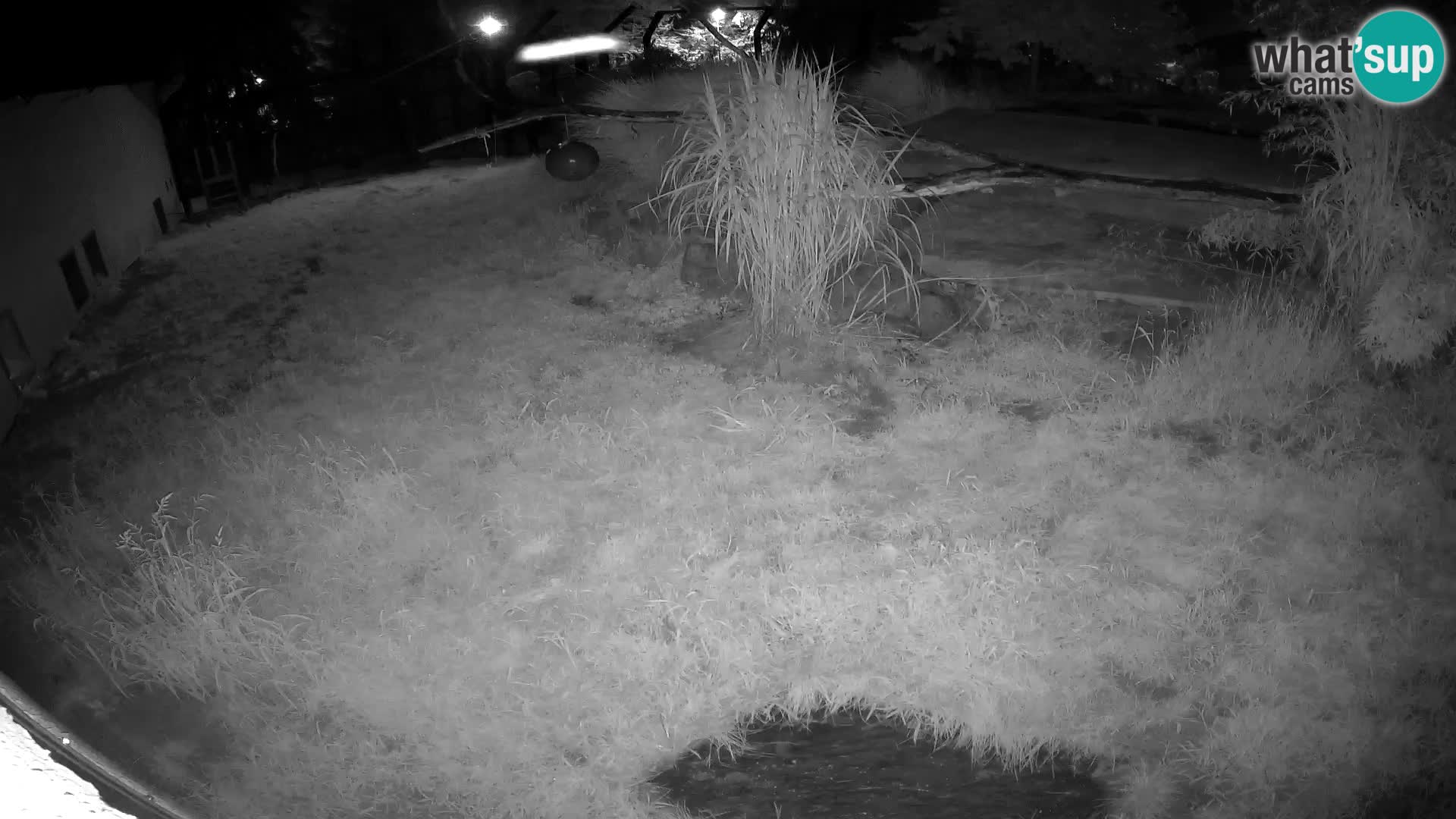 LEON Webcam en vivo en Ljubljana Zoo – Eslovenia