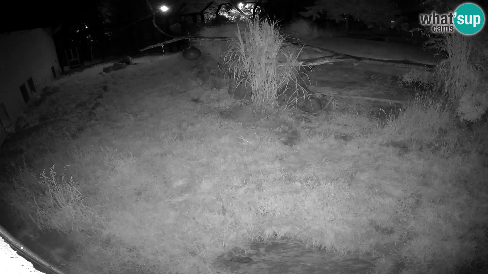 LEONE live Webcam nello zoo di Lubiana – Slovenia