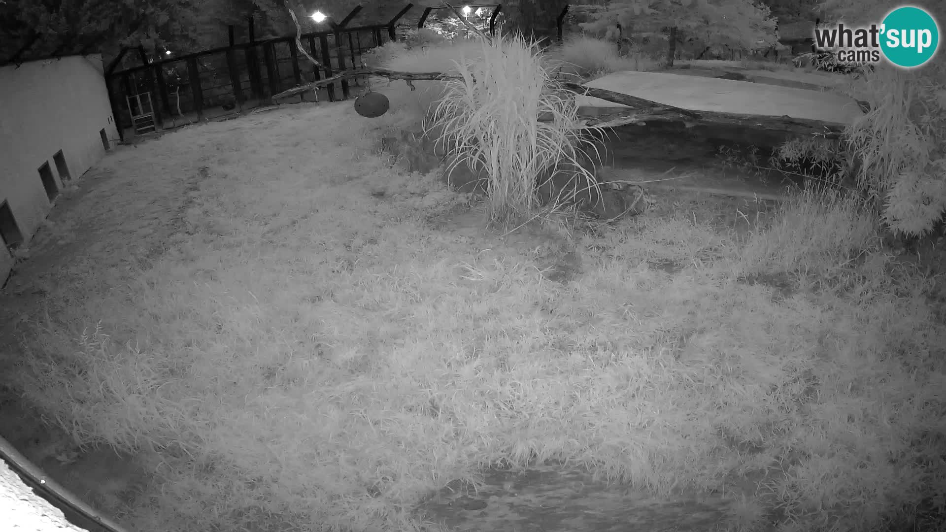 LION live Webcam in Ljubljana Zoo – Slovenia