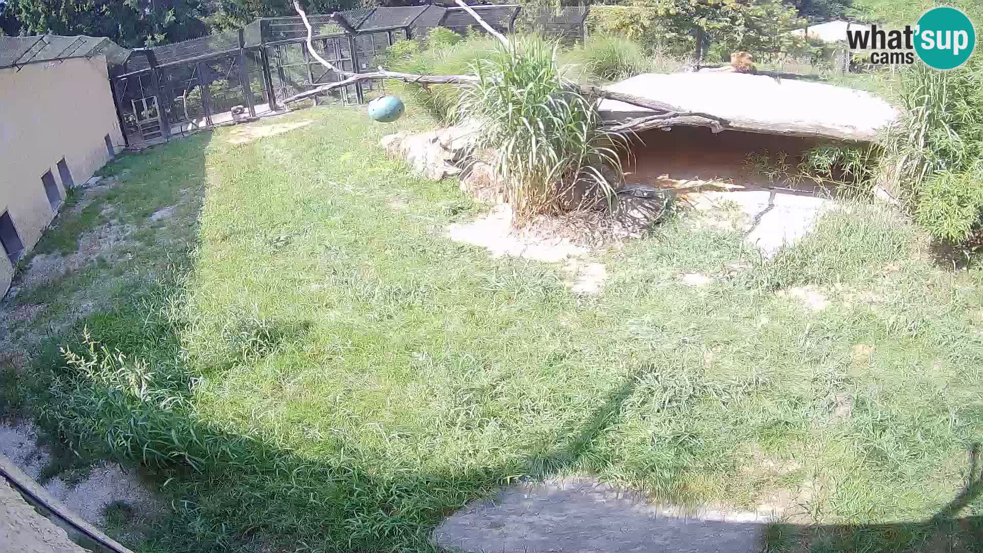 LION webcam en direct du zoo de Ljubljana – Slovénie