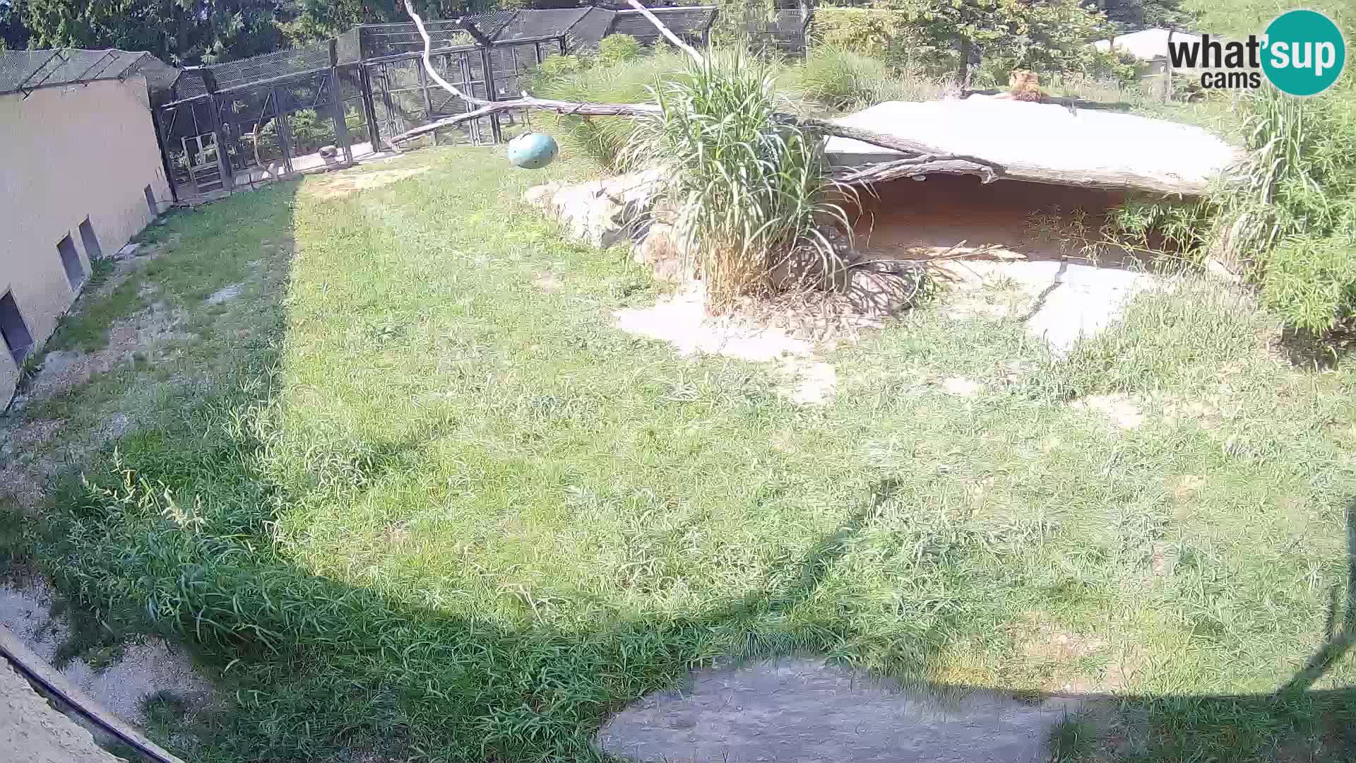 Lavovi web kamera uživo u ljubljanskom zoološkom vrtu – Slovenija