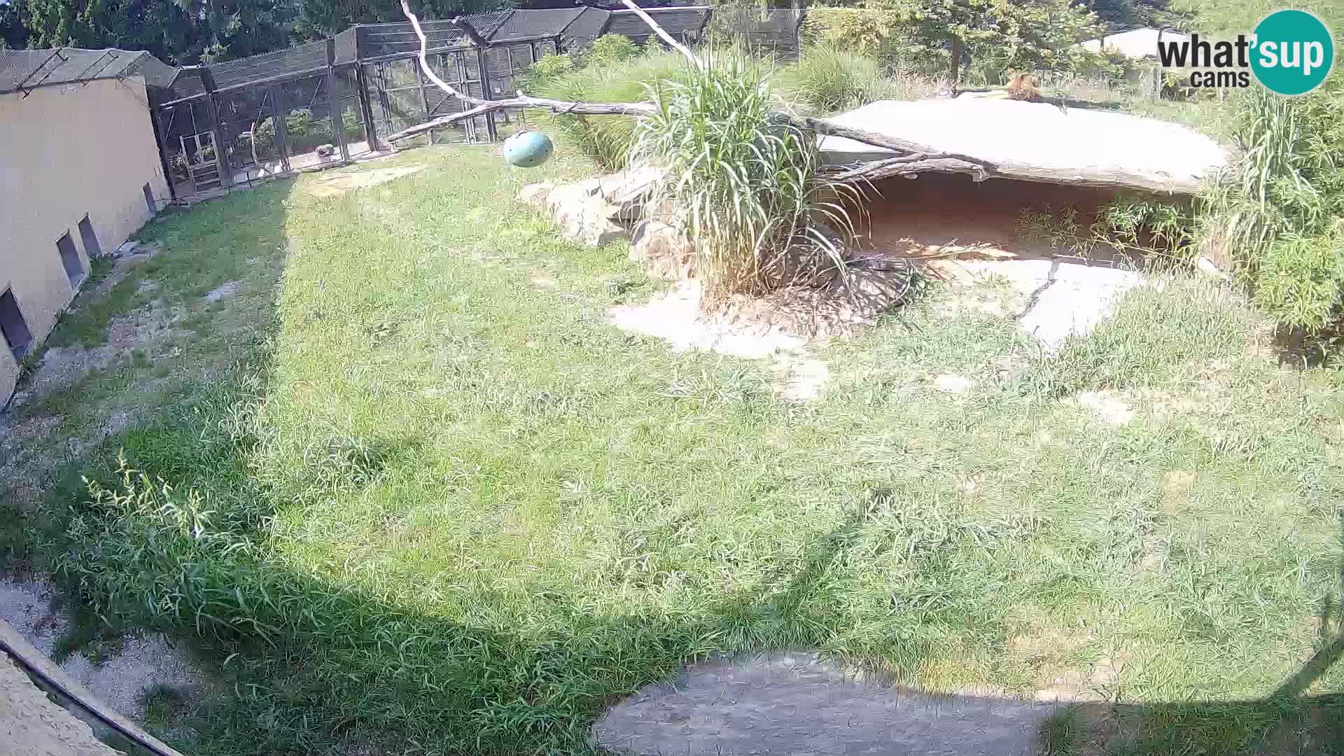 Lavovi web kamera uživo u ljubljanskom zoološkom vrtu – Slovenija