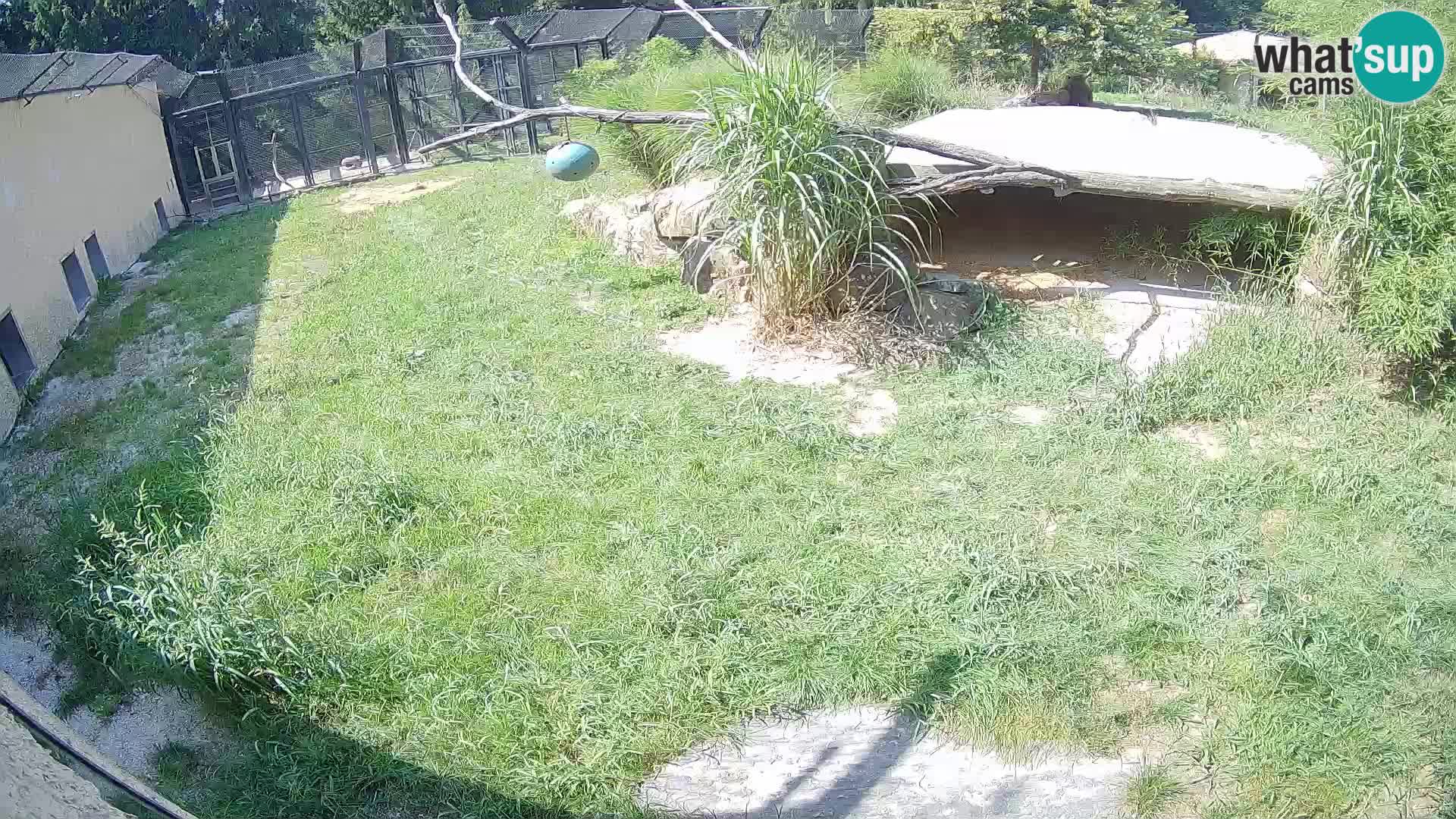 LION webcam en direct du zoo de Ljubljana – Slovénie